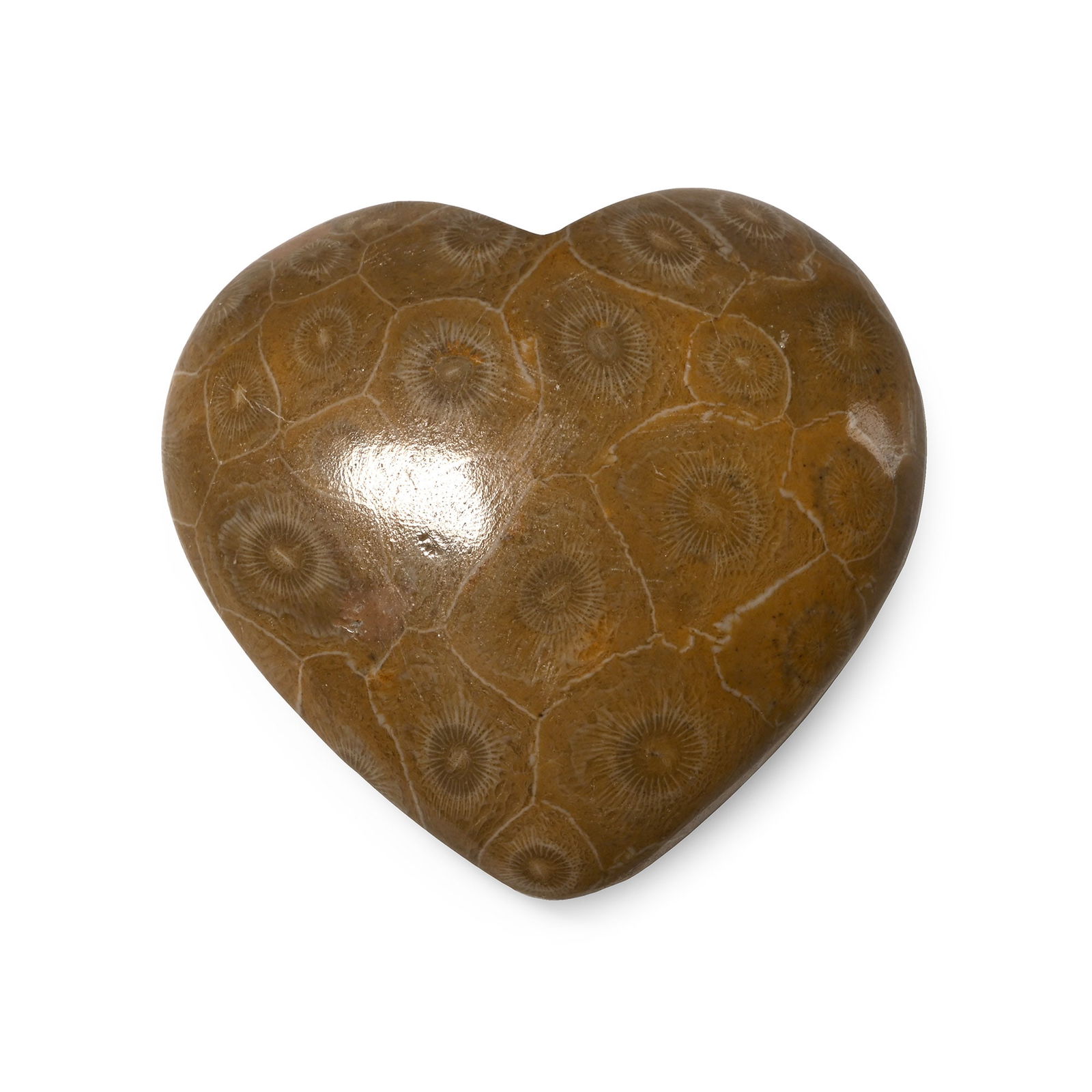 Polished Fossil Coral Head Heart: Devonian Period, circa 417-354 million years B.P. Cut to a heart shape and polished to reveal the internal structure. 167 grams, 72 mm (2 7/8 in.). [No Reserve] From a Cambridgeshire, UK, collection.