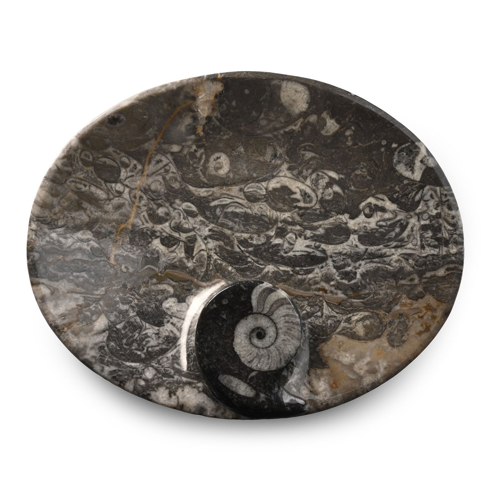 Polished Fossil Goniatite Bowl: Devonian Period, circa 400 million years B.P. A shallow oval bowl carved from fossiliferous stone and set with a Goniatite sp. 516 grams, 17.5 cm (6 7/8 in.). [No Reserve] From Morocco, West Africa. E