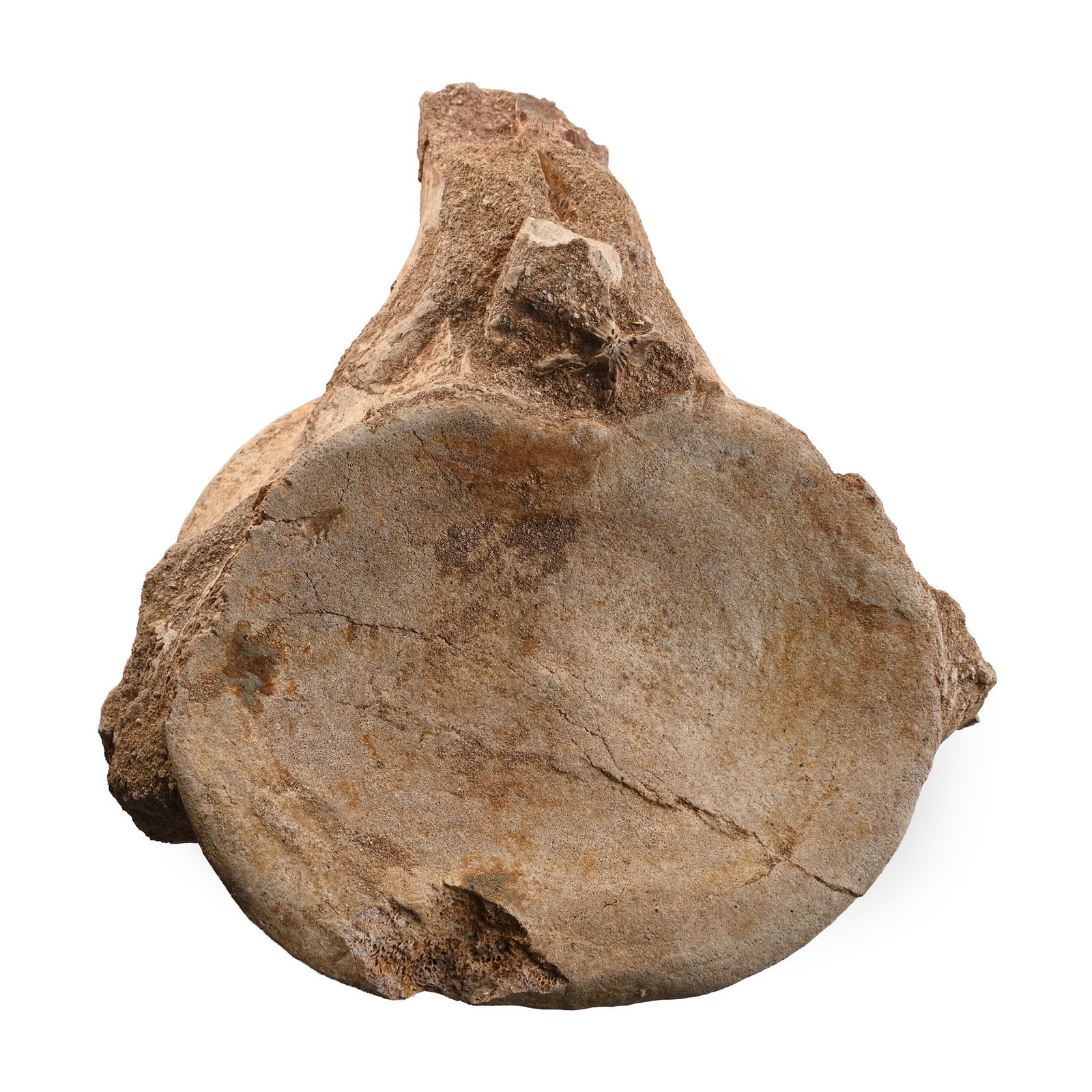 Fossil Plesiosaur 'Marine Dinosaur' Vertebra: Jurassic Period, circa 200-145 million years B.P. Retaining the majority of the body of the vertebra. See O’Keefe, F.R., The evolution of plesiosaur and pliosaur morphotypes in the Plesiosauria (Rep