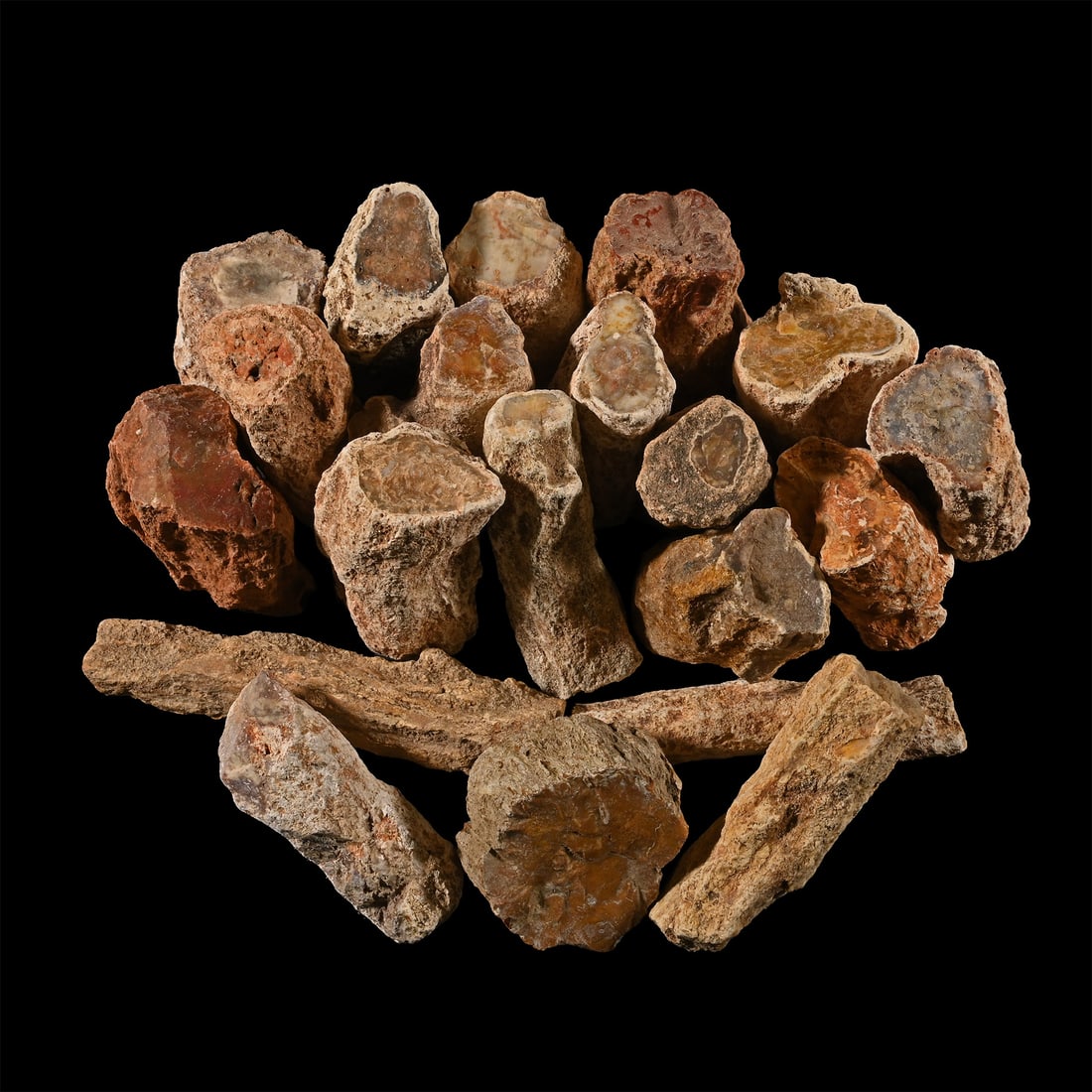 Unpolished Large Fossil Tree Branch Section Group [20]: Middle Jurassic Period, circa 150 million years B.P. Comprising twenty cut sections of petrified wood in various sizes. 1.47 kg total, 5-10.6 cm (2 - 4 1/8 in.). [20, No Reserve] From Madagascar. Ex M