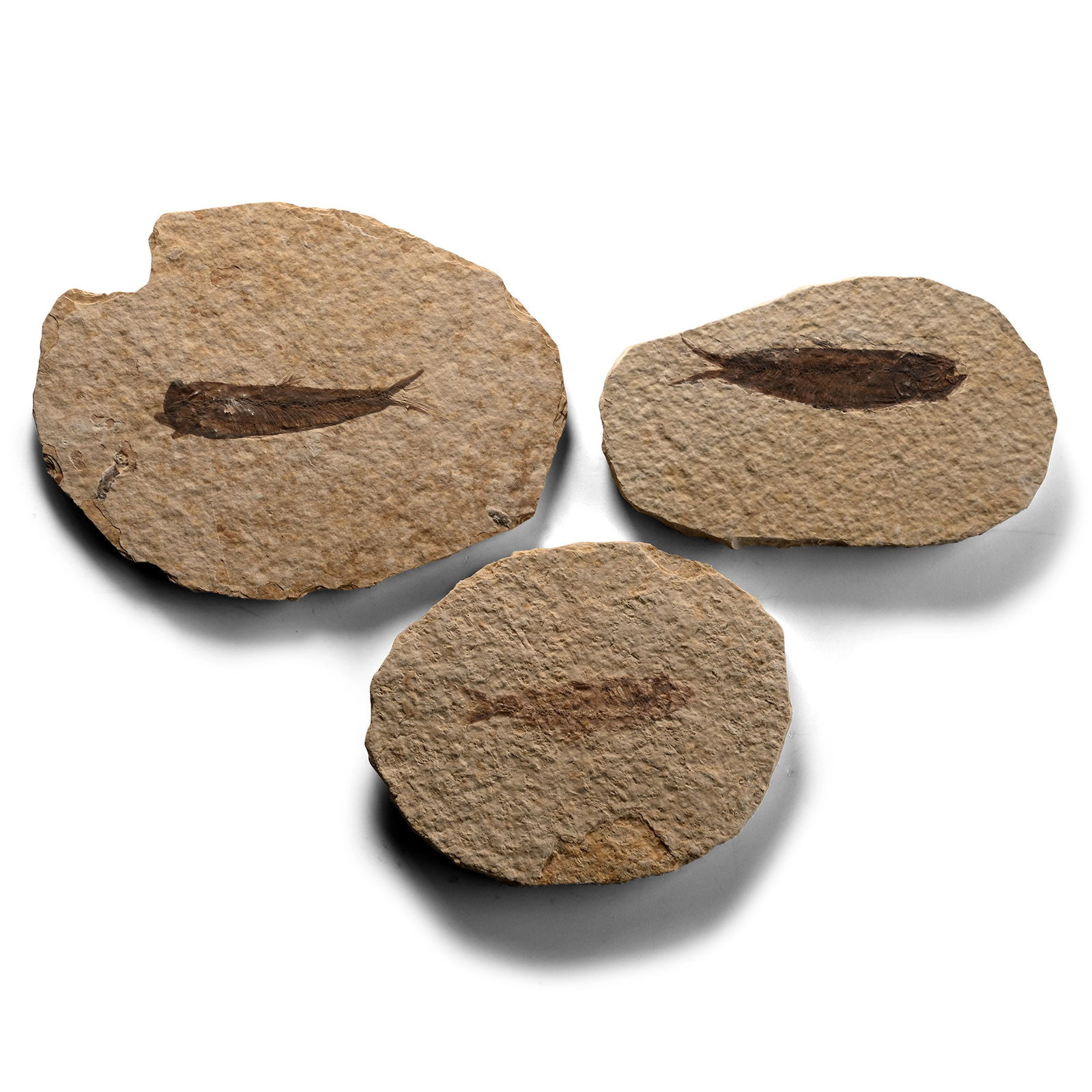 Knightia Fossil Fish on Matrix Group: Eocene Period, circa 58-36 million years B.P. Comprising three rounded matrices, each with a Knightia alta specimen. 148 grams total, 8.2-10.5 cm (3 1/4 - 4 1/8 in.). [3, No Reserve] From Wyoming, USA