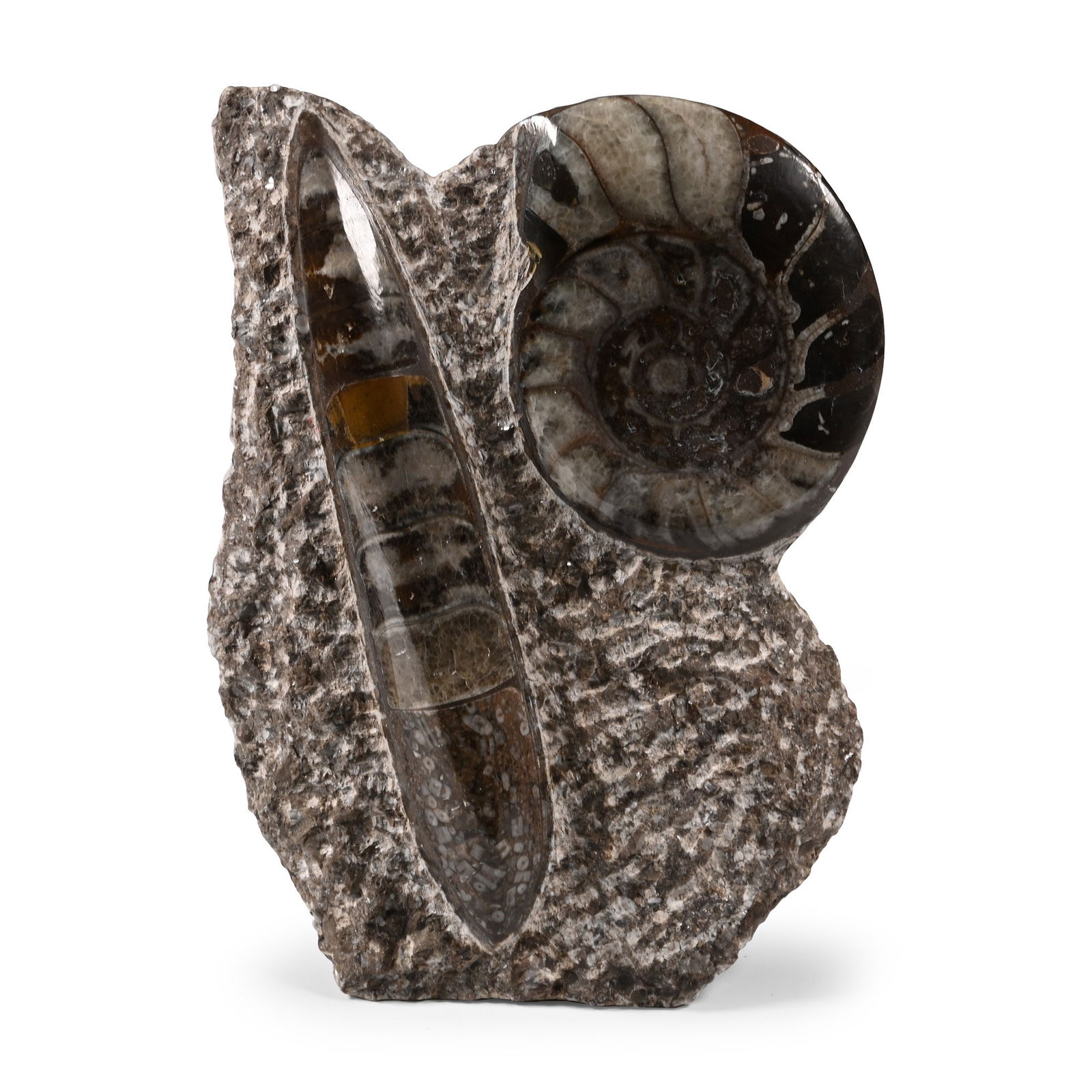 Polished Fossil Goniatite and Orthoceras Display: Devonian Period, circa 400 million years B.P. A display set with a polished Goniatite sp. and an Orthoceras sp. specimens on a textured freestanding matrix. 794 grams, 15.5 cm (6 1/8 in.). [No Reserve