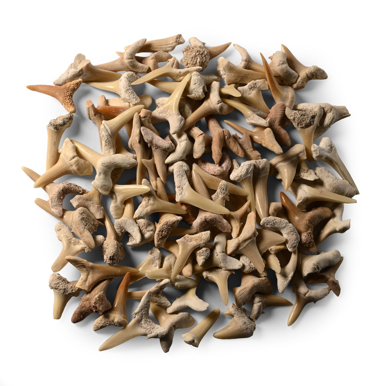 Fossil Sand Shark Tooth Group: Eocene Period, 56-33 million years B.P. Comprising various sizes of Otodus obliquus teeth. 80 grams total, 8-28 mm (1/4 - 1 in.). [98, No Reserve] Ex Norfolk, UK, collection. TimeLine Auctions follows