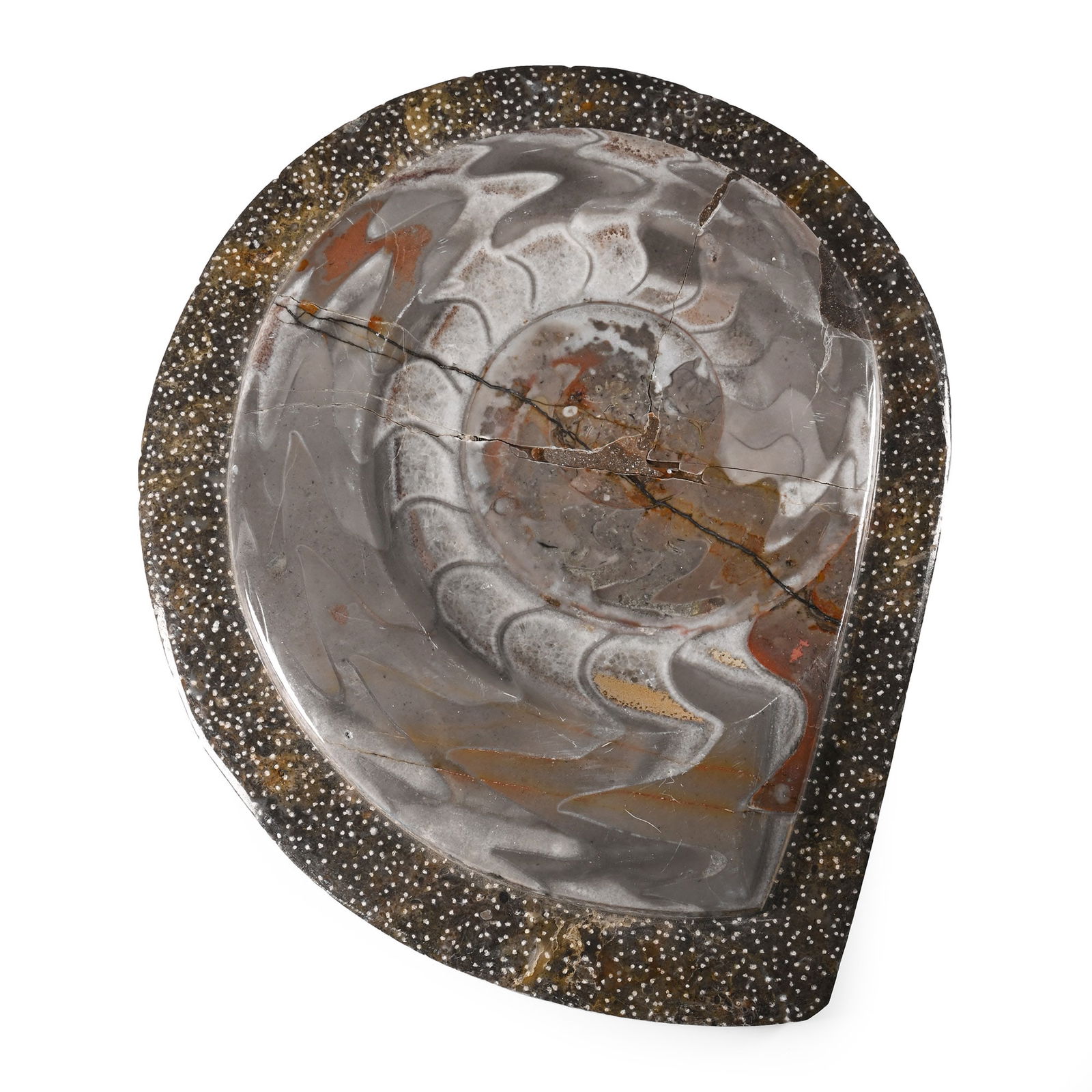 Polished Fossil Goniatite Plate: Devonian Period, circa 400 million years B.P. A large Goniatite specimen set on a textured matrix. 626 grams, 18 cm (7 in.). [No Reserve] From Atlas Mountains, Morocco, North Africa. From a Cambridges