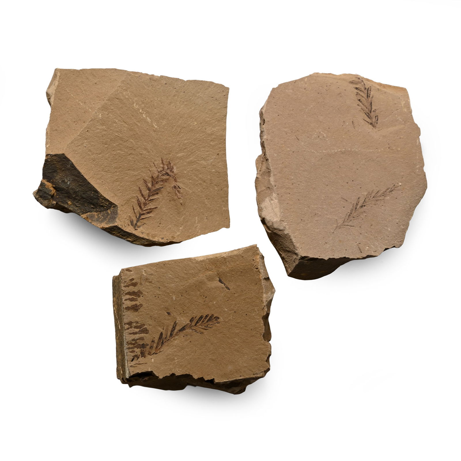 Dawn Redwood Fossil Plant Group: Oligocene Period, circa 34-23 million years B.P. Three irregular matrices containing dawn redwood fossils, showing twig and needle leaves. 164 grams total, 47-68 mm (1 7/8 - 2 5/8 in.). [3, No Reserve