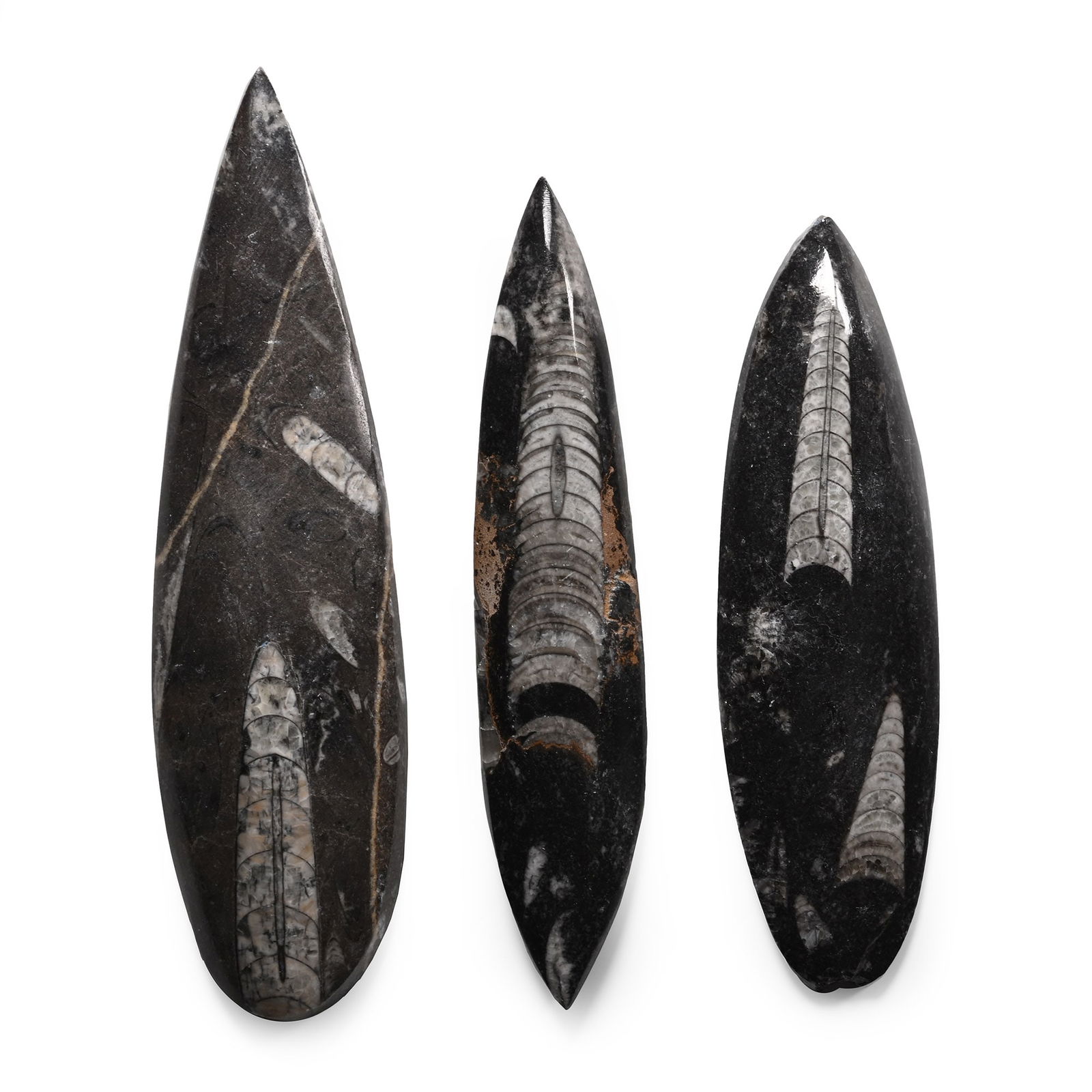 Polished Fossil Orthoceras Group: Devonian Period, circa 400 million years B.P. Comprising three torpedo-shaped matrices with Orthoceras sp. specimens. 252 grams total, 12.2-14.9 cm (4 3/4 - 5 7/8 in.). [3, No Reserve] From Atlas Moun