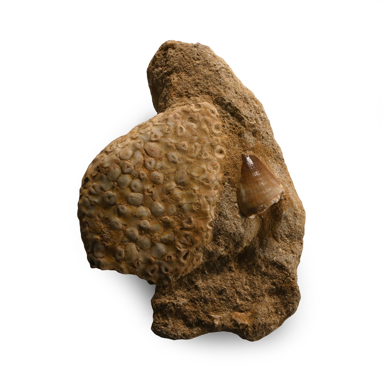 Fossil Mosasaur Tooth with Fish Palate: Cretaceous Period, 145-65 million years B.P. Sandstone matrix containing a small Mosasaur prognathodon tooth and a section of fish palate. 170 grams, 10.2 cm (4 in.). [No Reserve] From a Cambridgeshir