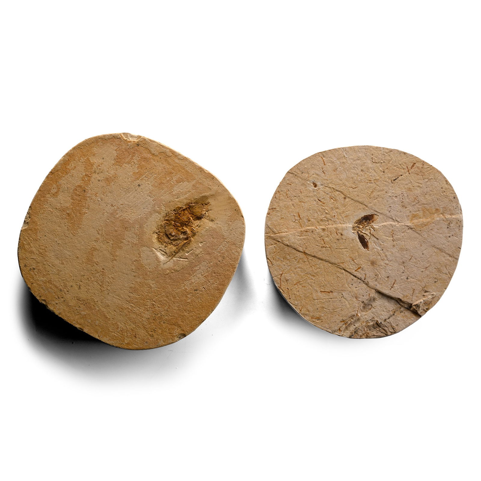 Fossil Insect on Matrix Group: Eocene Period, circa 58 million years B.P. Comprising two rounded limestone matrices, each with a fossilised insect. 402 grams total, 9.5-10.5 cm (3 3/4 - 4 1/8 in.). [2, No Reserve] From Brazil. Ex L