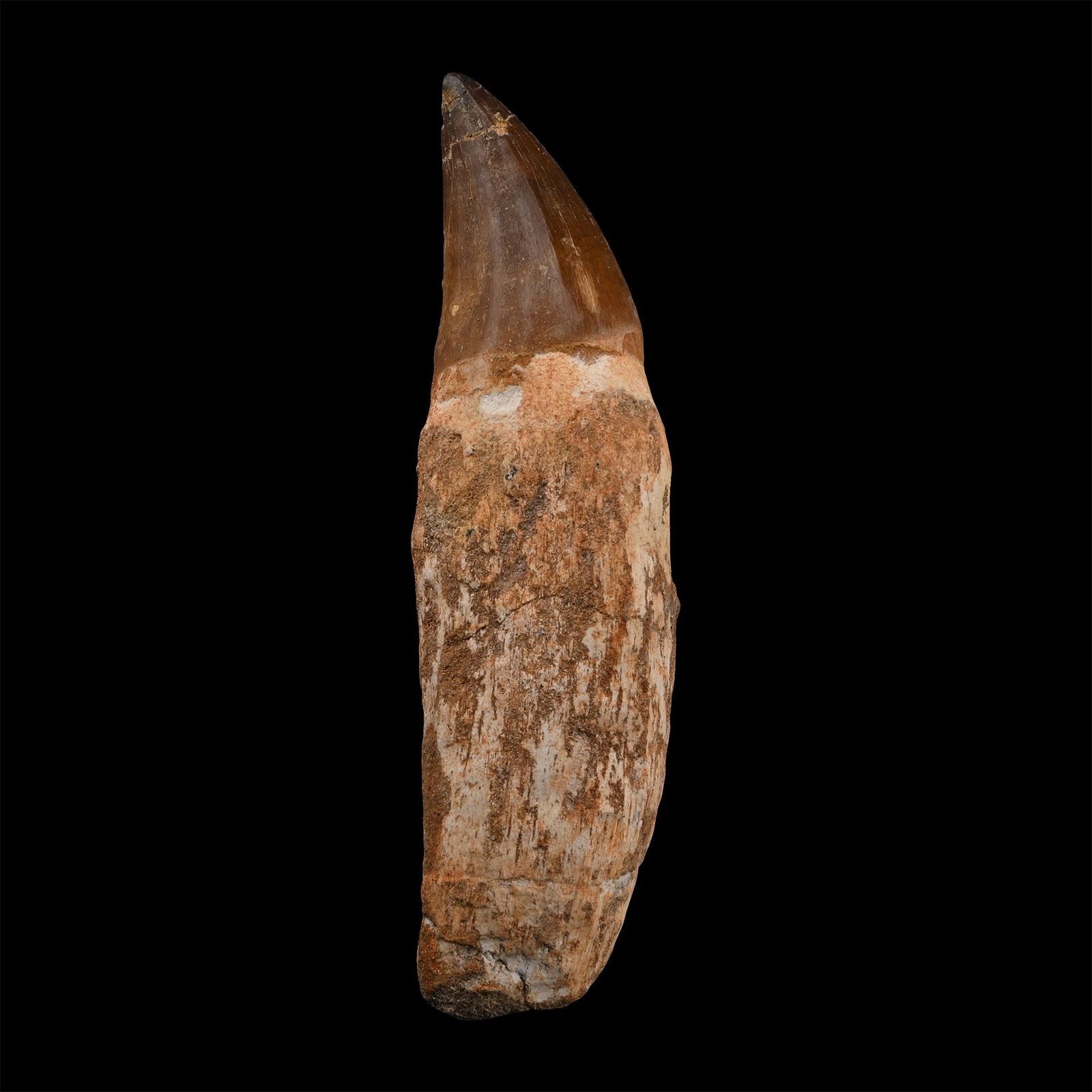 Mosasaur 'Marine Dinosaur' Tooth with Root (1 of 1)
