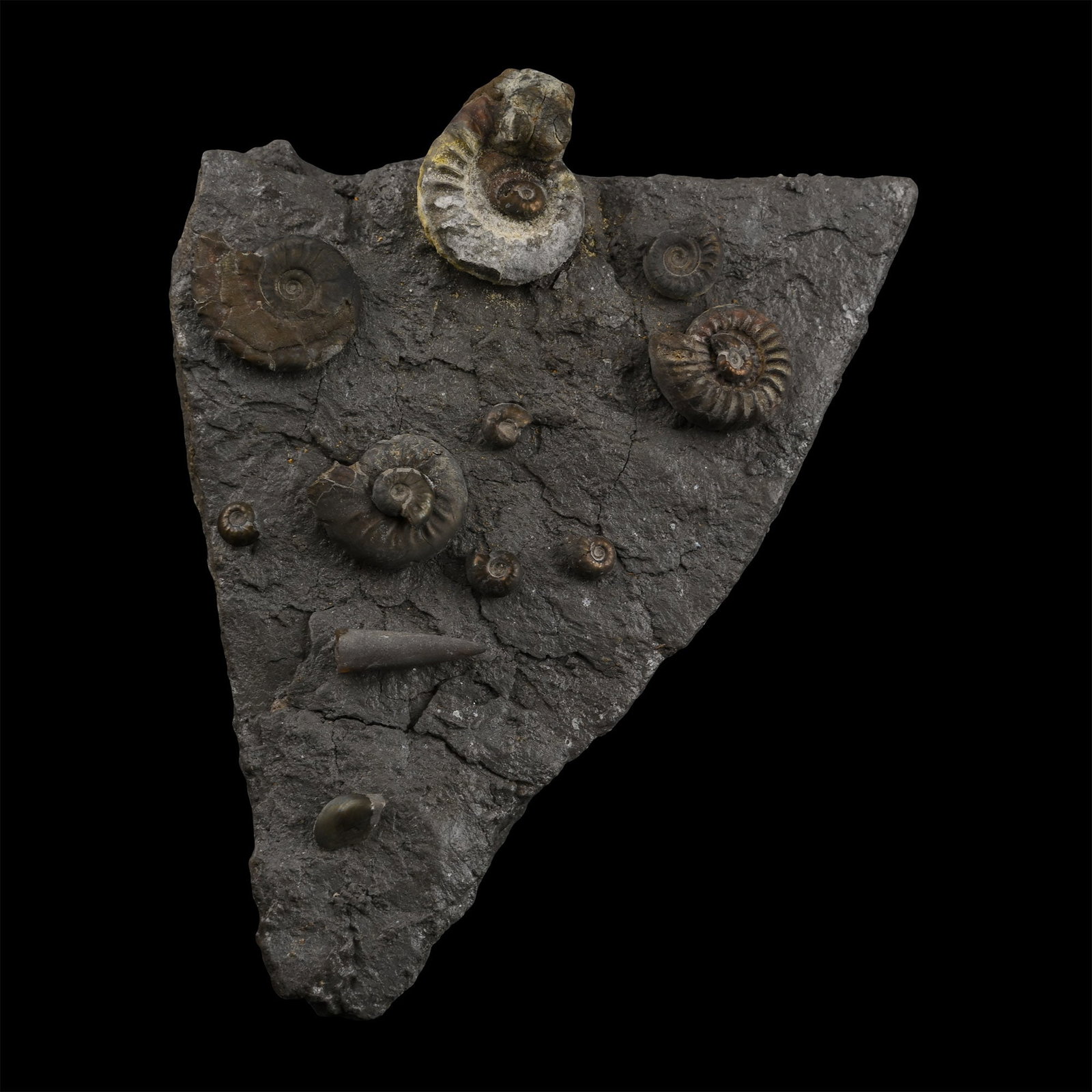 Fossil Grmmoceras and Cotteswoldia Ammonite Cluster: Jurassic Period, Toarcian Stage, circa 180 million years B.P. A triangular composite matrix with Grmmoceras with some Cotteswoldia examples, and a belemnite. 364 grams, 13.5 cm (5 1/4 in.). [No Reserv