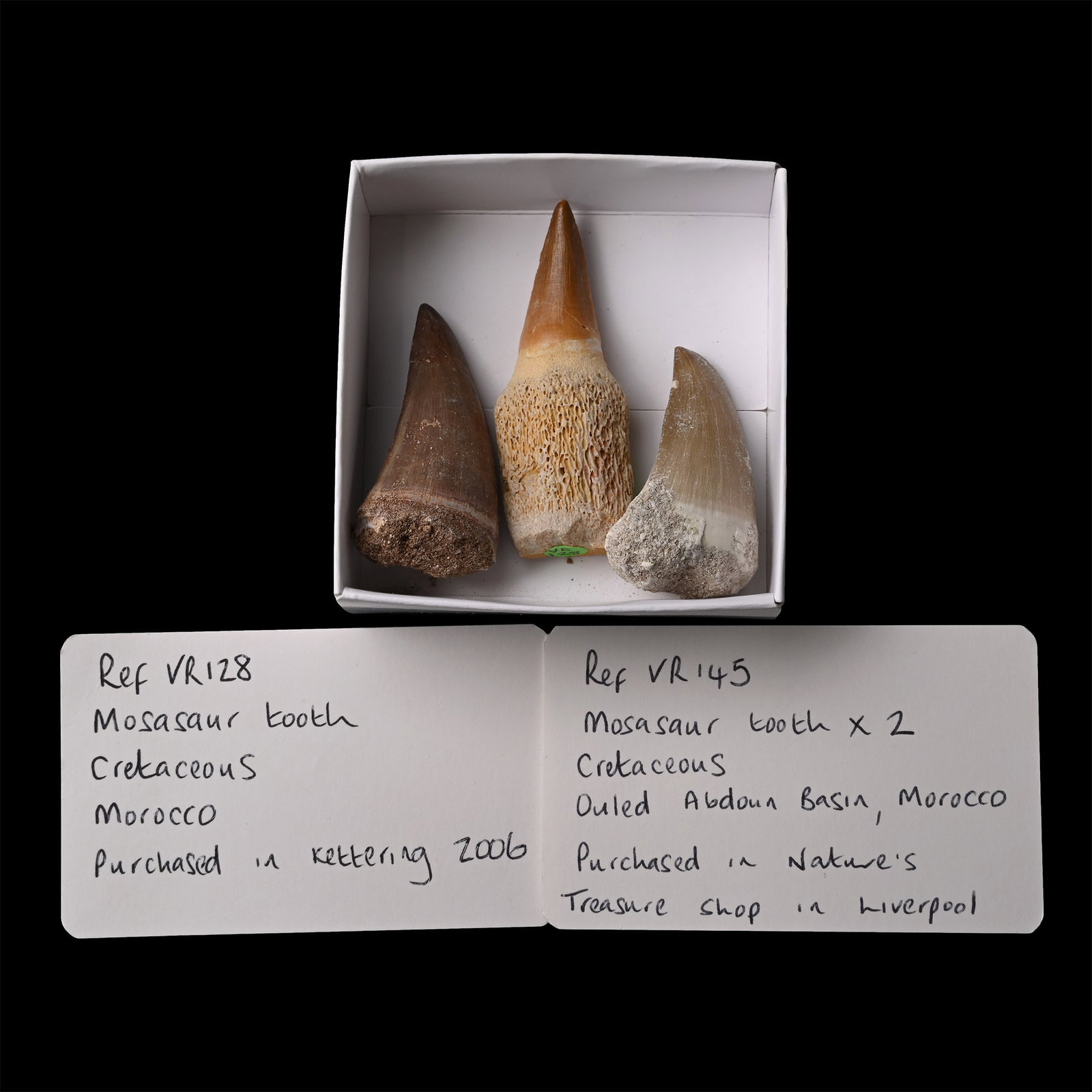 Fossil Mosasaur 'Marine Dinosaur' Tooth Group: Cretaceous Period, circa 145-65 million years B.P. Comprising three Mosasaur Prognathodon teeth, each showing good enamel. 60 grams total, 46-65 mm (1 3/4 - 2 1/2 in.). [3, No Reserve] From Ouled Abdo