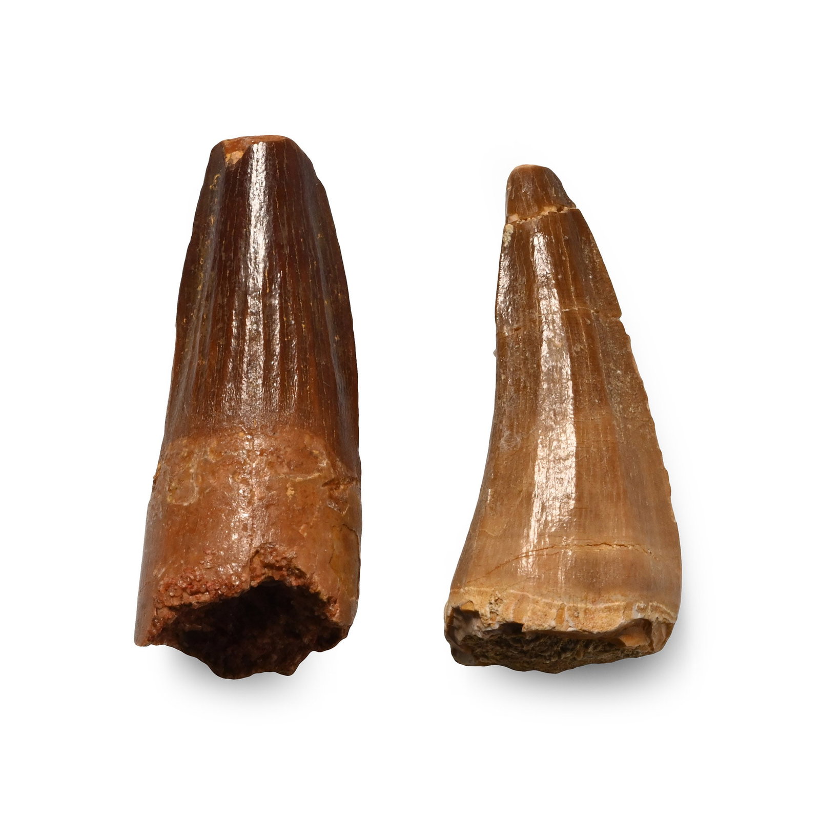 Fossil Spinosaurus and African 'T-Rex' Dinosaur Tooth Group: Cretaceous Period, circa 125-113 million years B.P. Comprising a Spinosaurs maroccanus and a Carcharodontosaurus saharicus tooth with some root; repaired. 18.5 grams total, 40-42 mm (1 1/2 - 1 5/8 in.