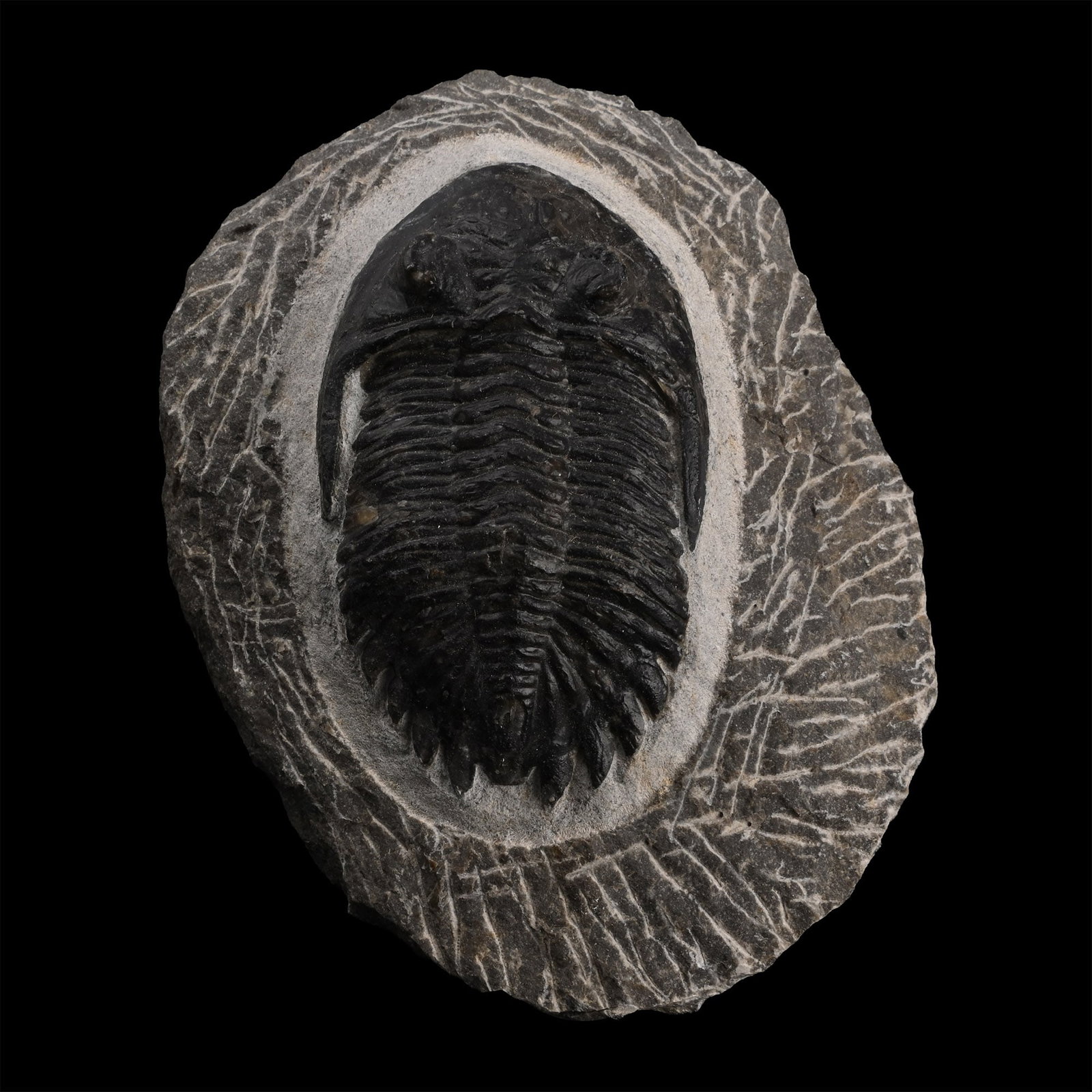 Fossil Hollardops Trilobite on Matrix: Devonian Period, circa 400 million years B.P. Showing good detail to the body and spines, on a matrix. 278 grams, 95 mm (3 3/4 in.). [No Reserve] From Morocco. From a Lincolnshire, UK, collection. Tim