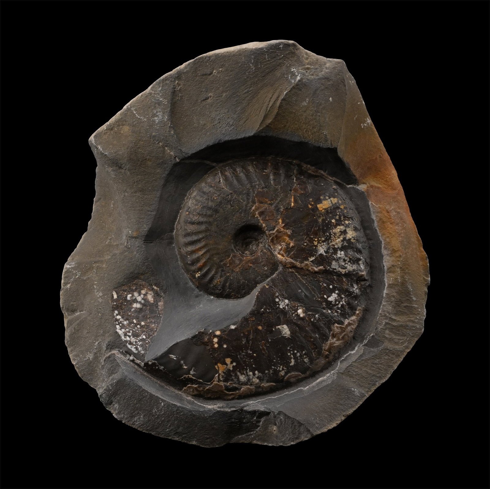 Fossil Pseudolioceras Ammonite (1 of 1)