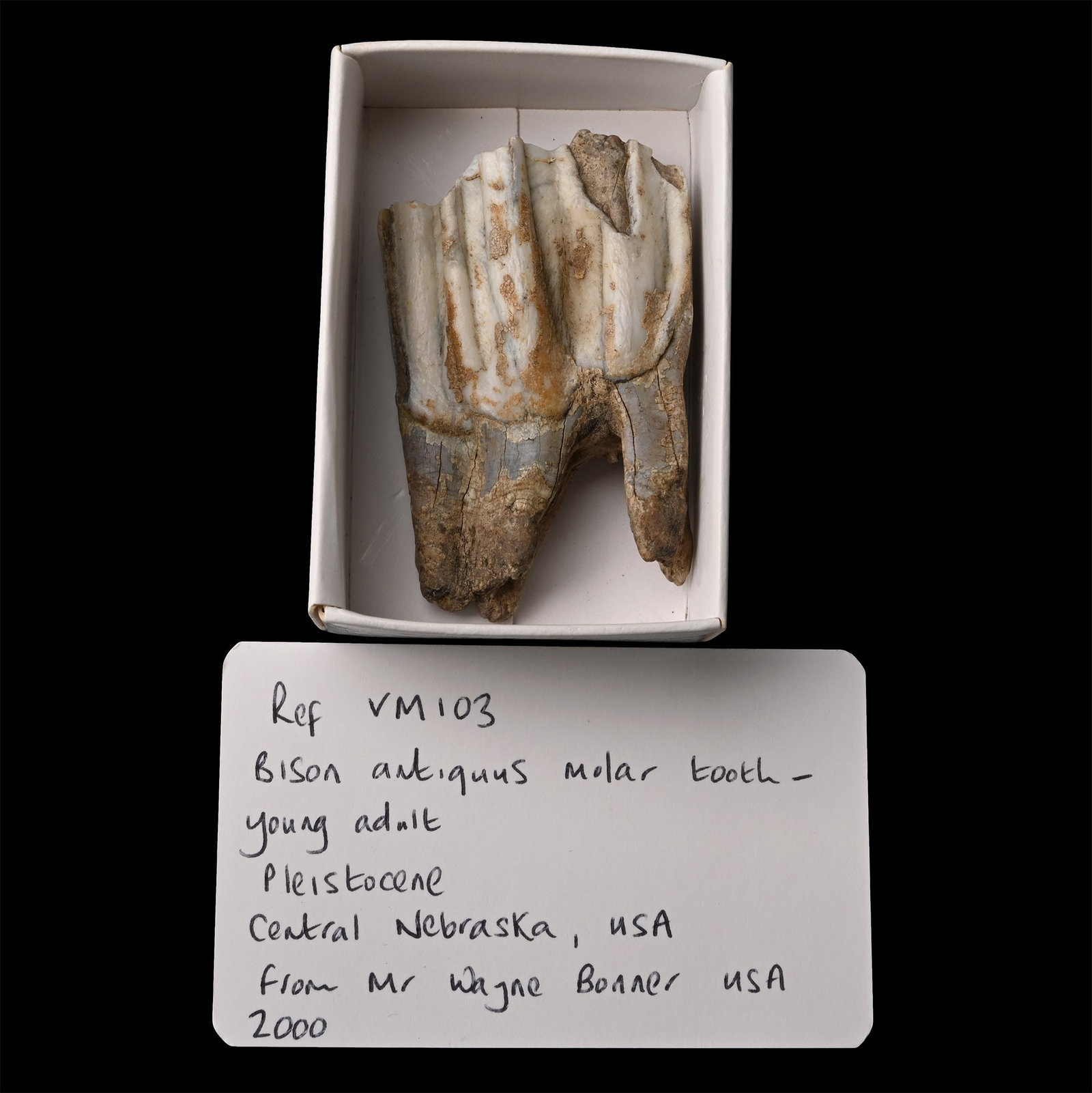 Fossil Bison Molar Tooth (1 of 1)