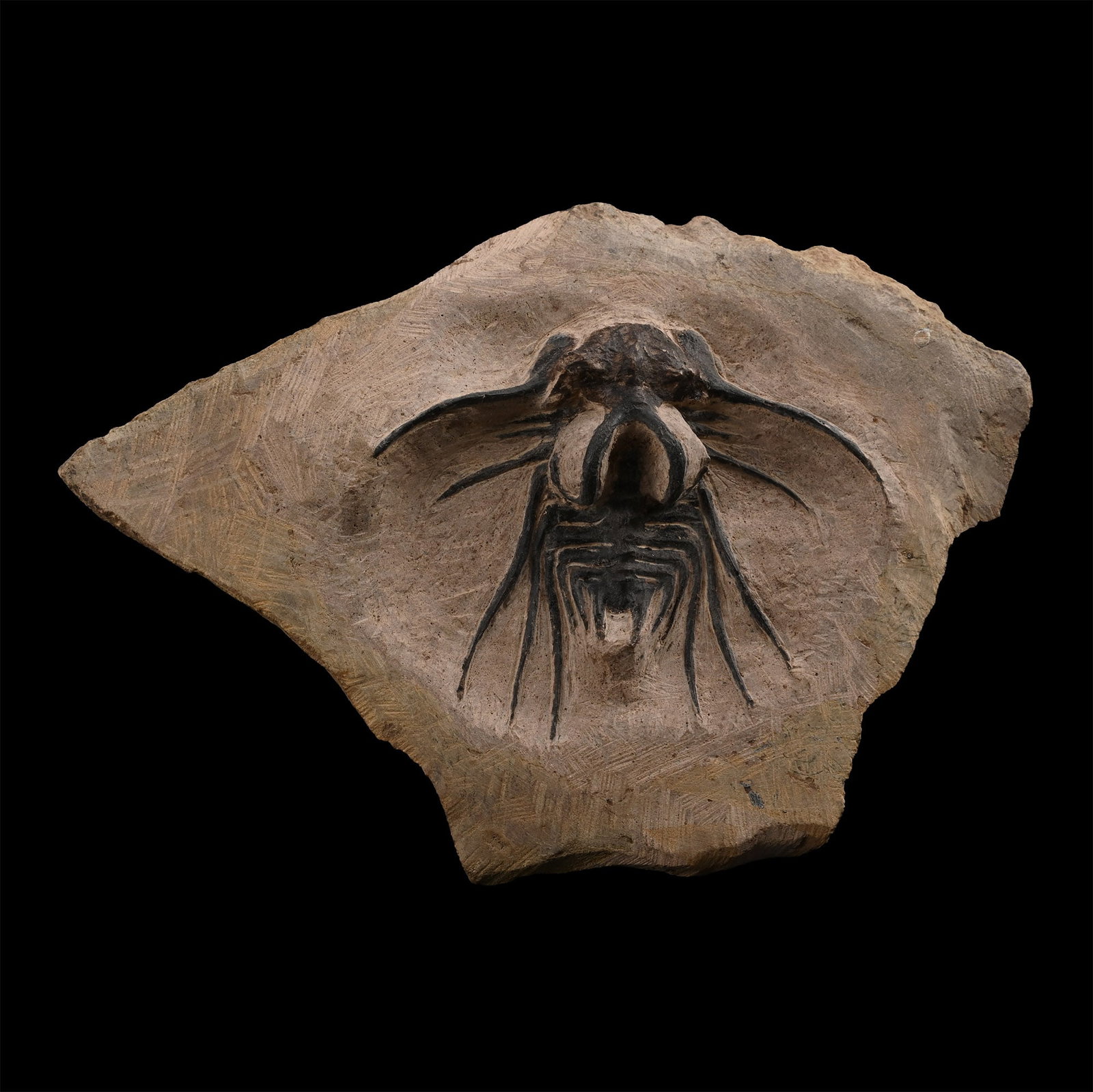 Fossil Dicranurus Monstrosus Trilobite (1 of 1)