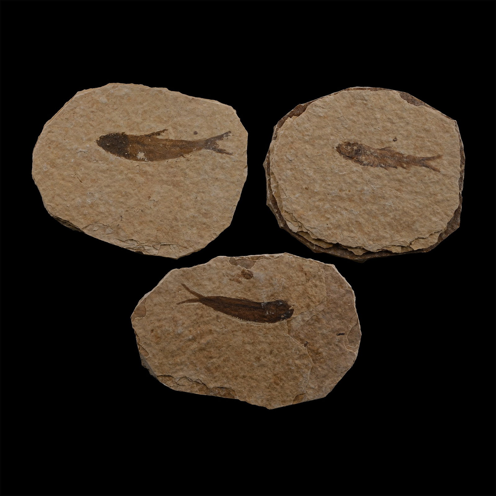 Fossil Knightia Alta Fish Group (1 of 1)