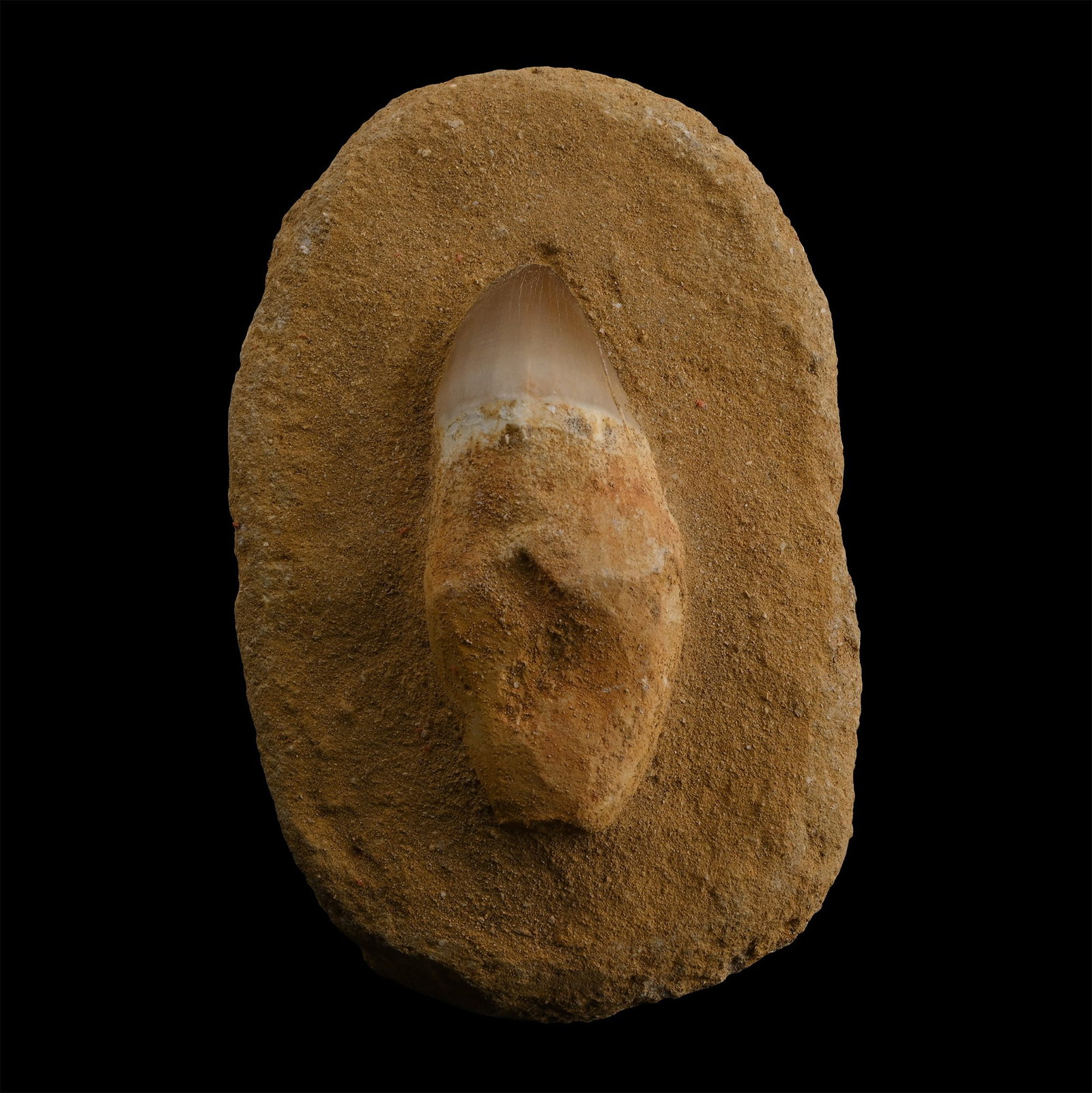 Mosasaur 'Marine Dinosaur' Tooth on Composite Matrix (1 of 1)