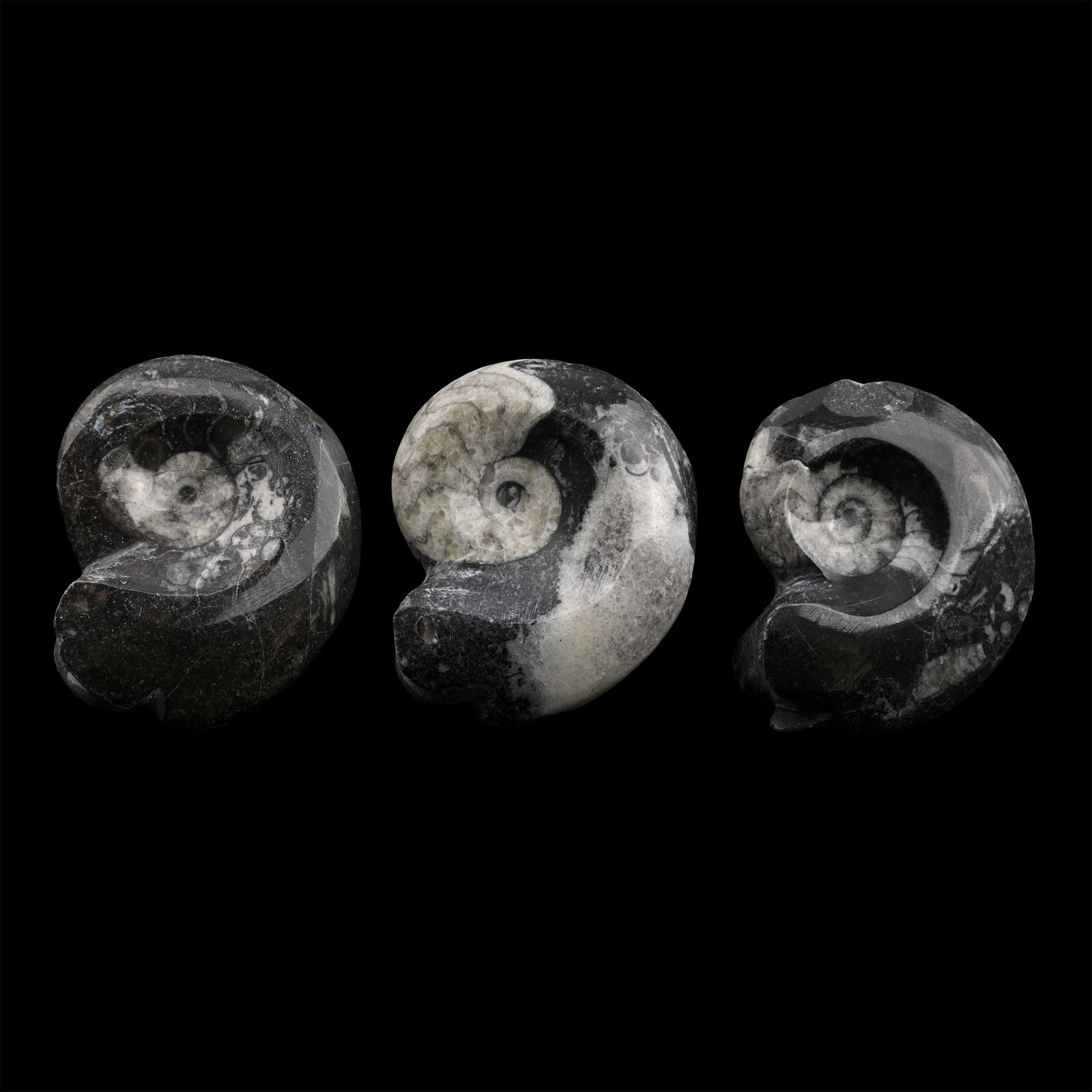 Polished Fossil Goniatite Group: Devonian Period, circa 400 million years B.P. Comprising three polished examples showing some inner structure. 223 grams total, 63-65 mm (2 1/2 in.). [3, No Reserve] Found Morocco, North Africa. Prope