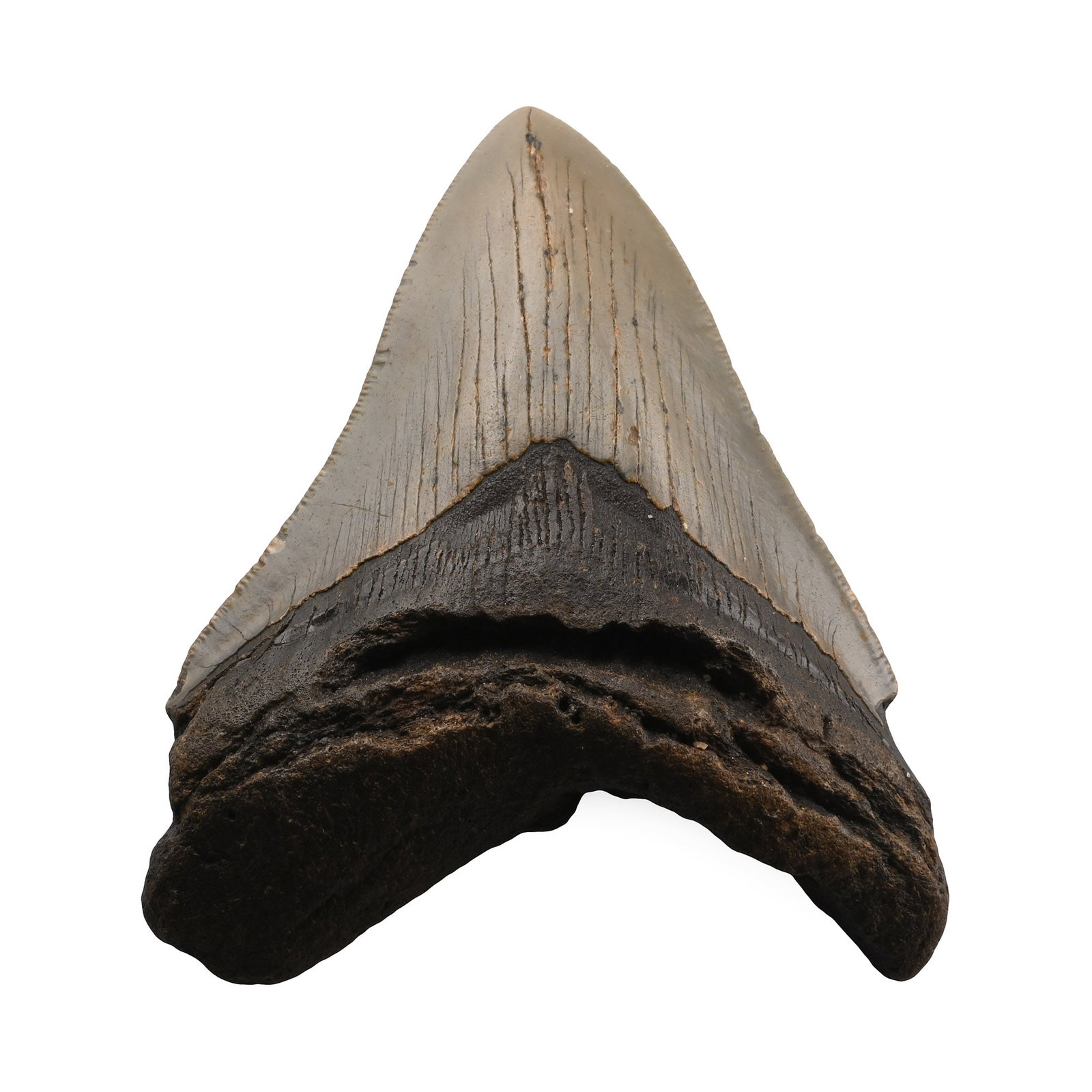 Fossil Megalodon Shark Tooth (1 of 1)