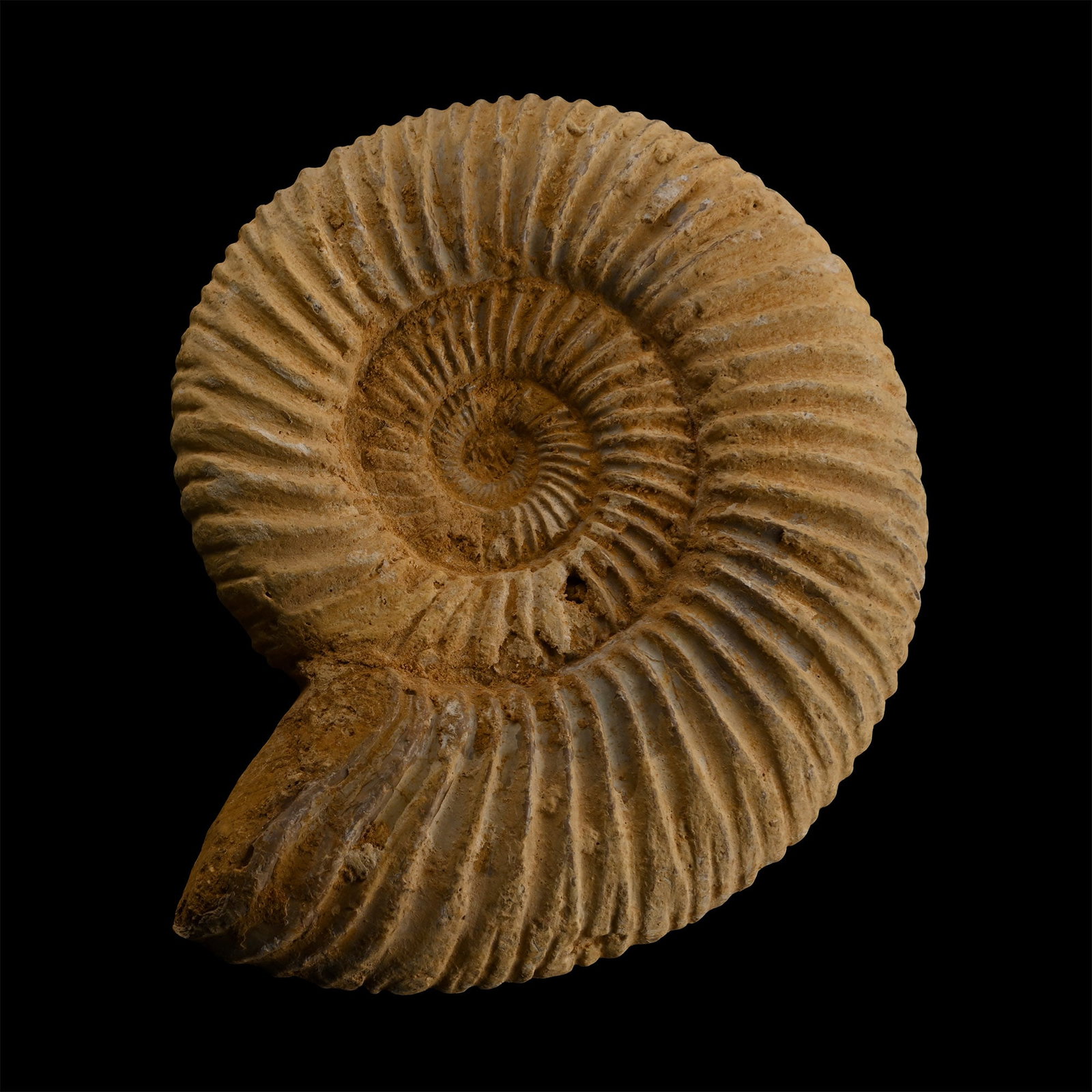 Fossil Perisphinctes Ammonite (1 of 1)