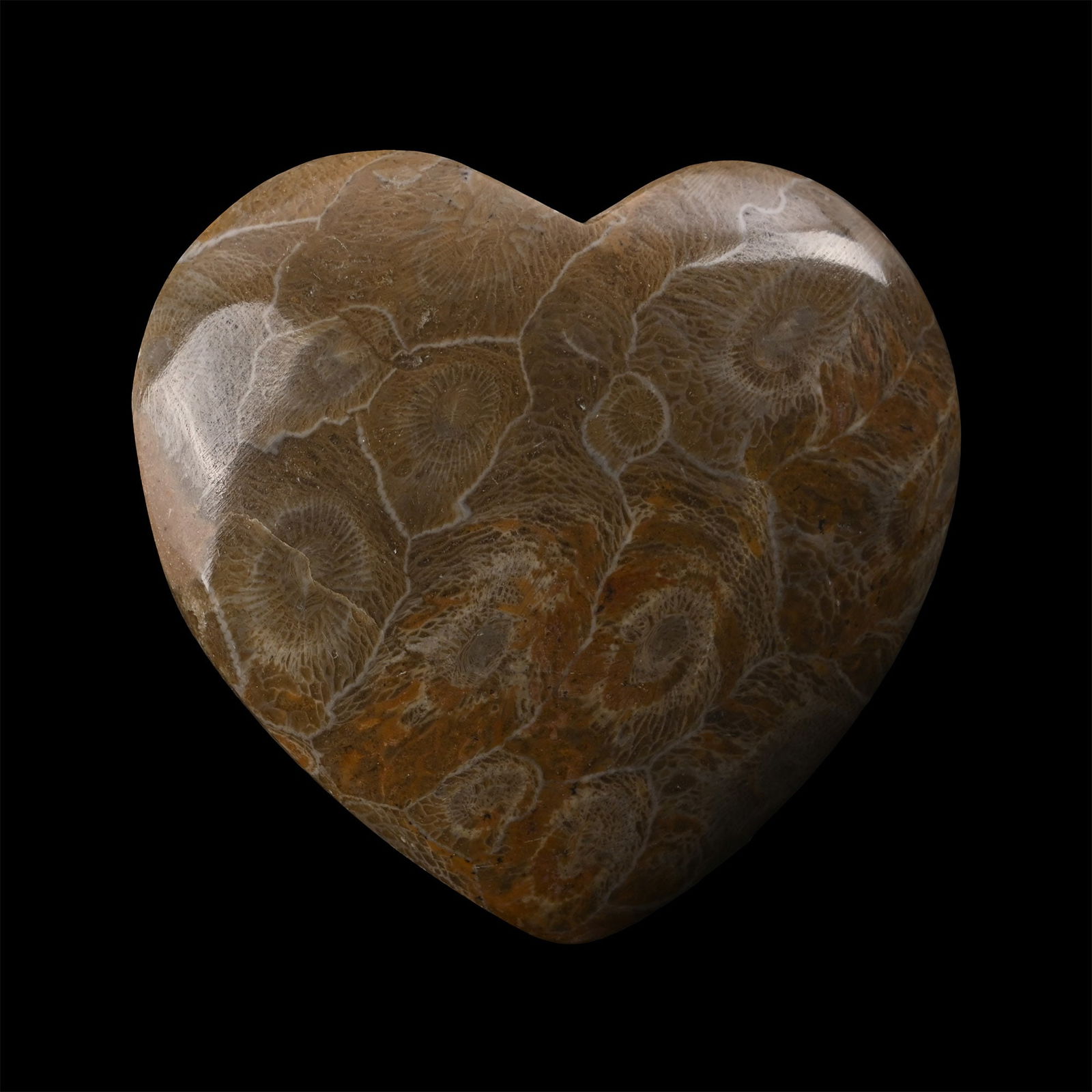 Polished Fossil Coral Head Heart (1 of 1)
