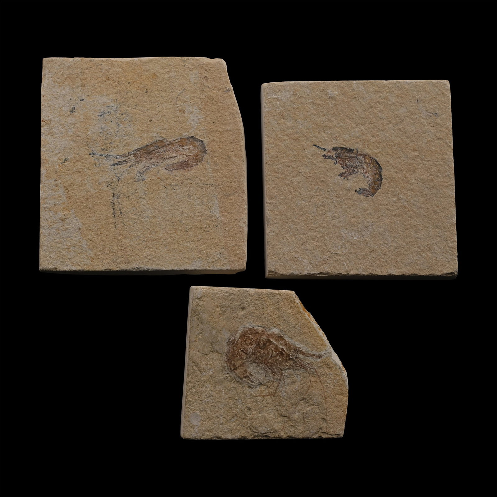 Fossil Shrimp Group (1 of 1)