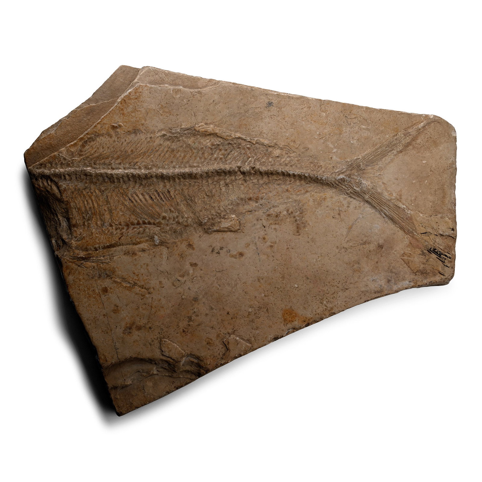 Large Fossil Fish on Matrix (1 of 1)