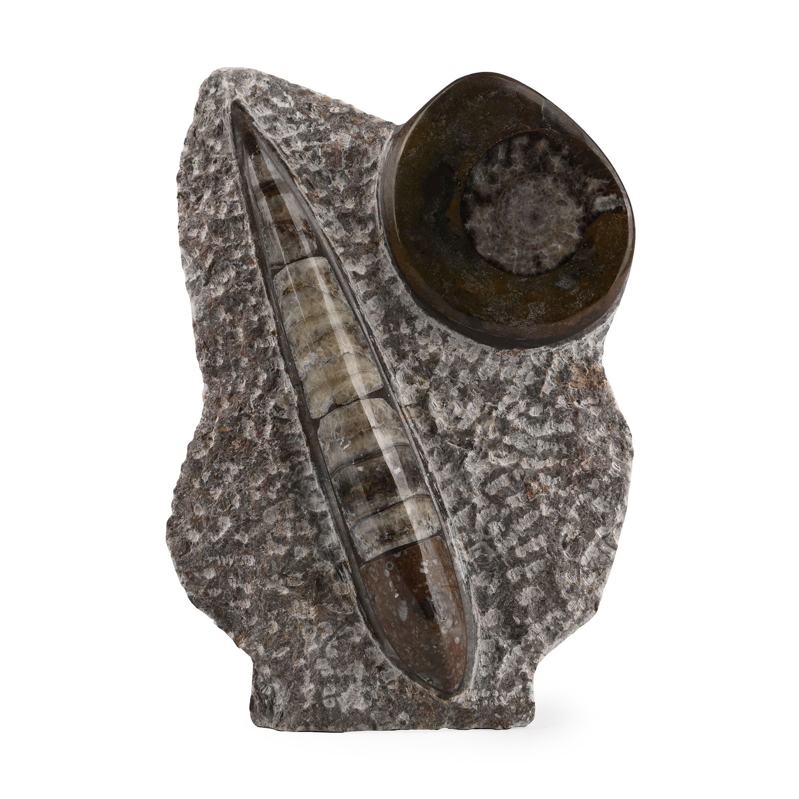 Polished Fossil Orthoceras and Goniatite Display (1 of 1)