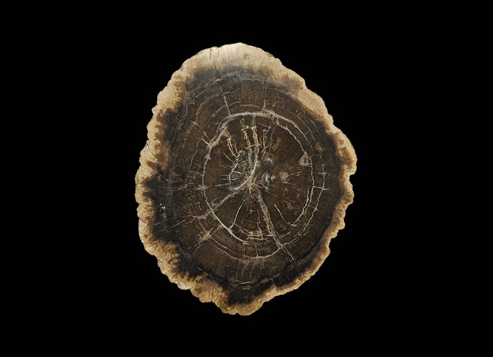 Geological Purbeck Large Polished Fossil Tree Section