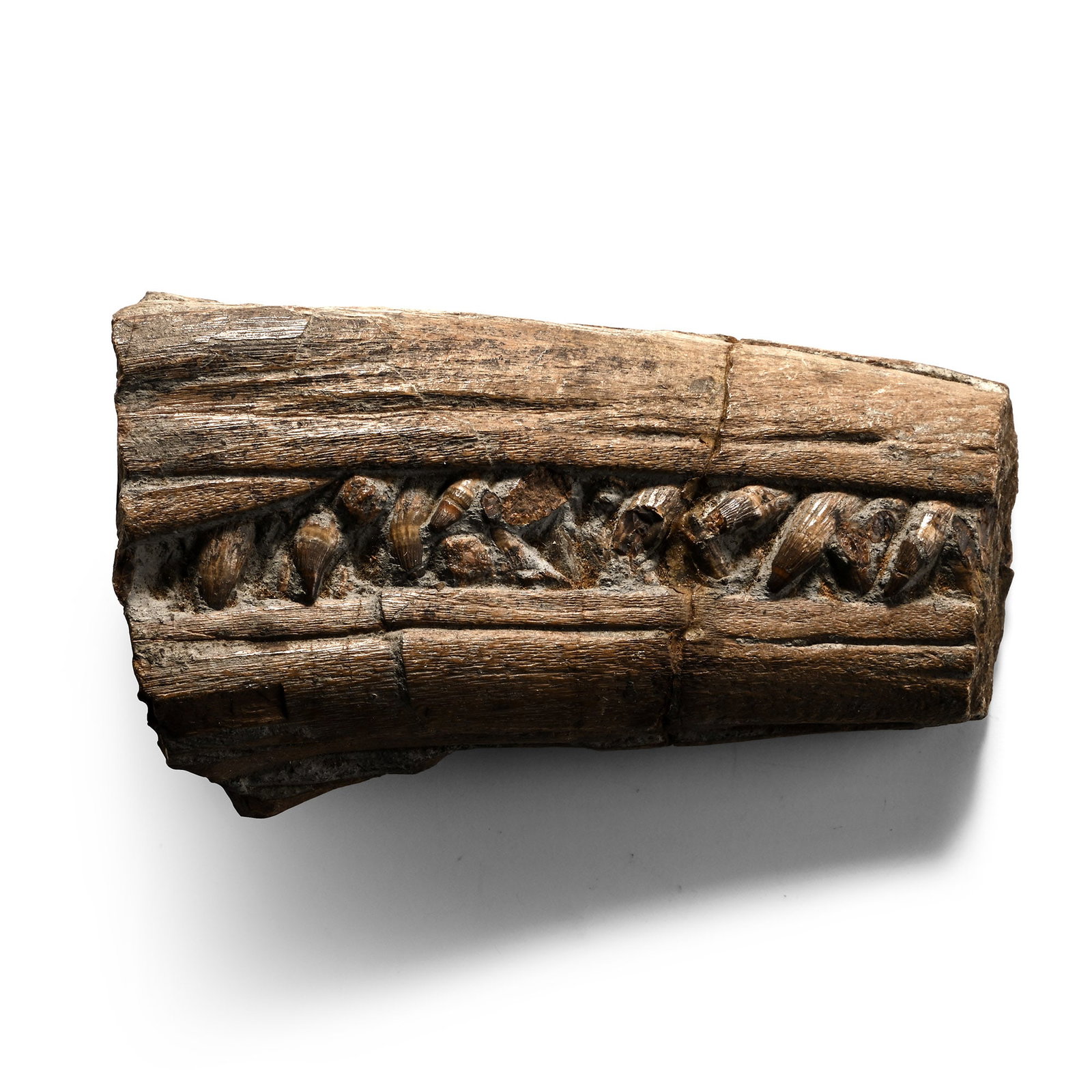 Bifacial Partial Fossil Ichthyosaur Jaw: Mesozoic-Jurassic Period, circa 250-90 million years B.P. Showing multiple sharp teeth and a section of well-formed, slender jaws. 270 grams, 10.6 cm (4 1/8 in.). Discovered at Lyme Regis, UK, during 