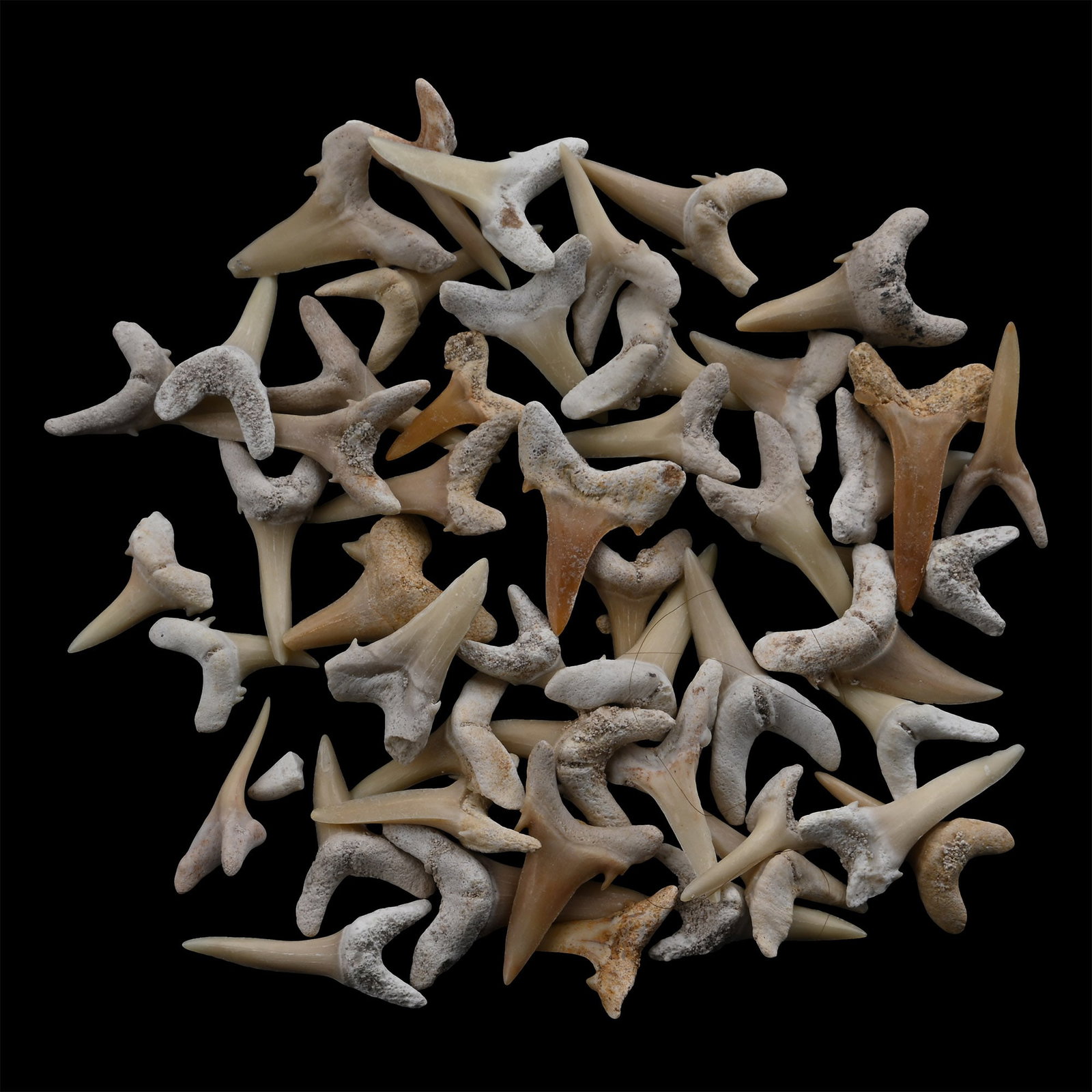 Group of Fossil Sand Shark Teeth: Eocene Period, 56-33 million years B.P. Comprising various sizes of Otodus obliquus teeth. 29 grams total, 16-24.5 mm (5/8 - 1 in.). [No Reserve] From a Cambridgeshire, UK, collection. TimeLine Auctio