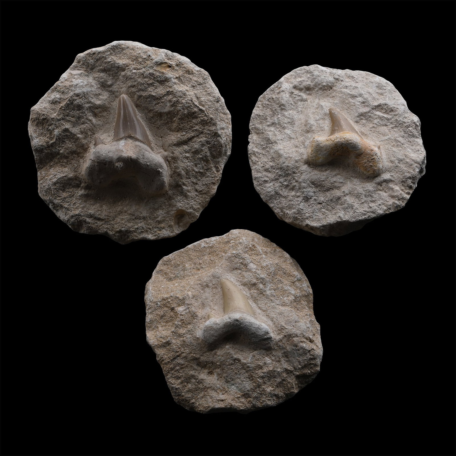 Group of Three Otodus Fossil Shark's Teeth on Rock (1 of 1)