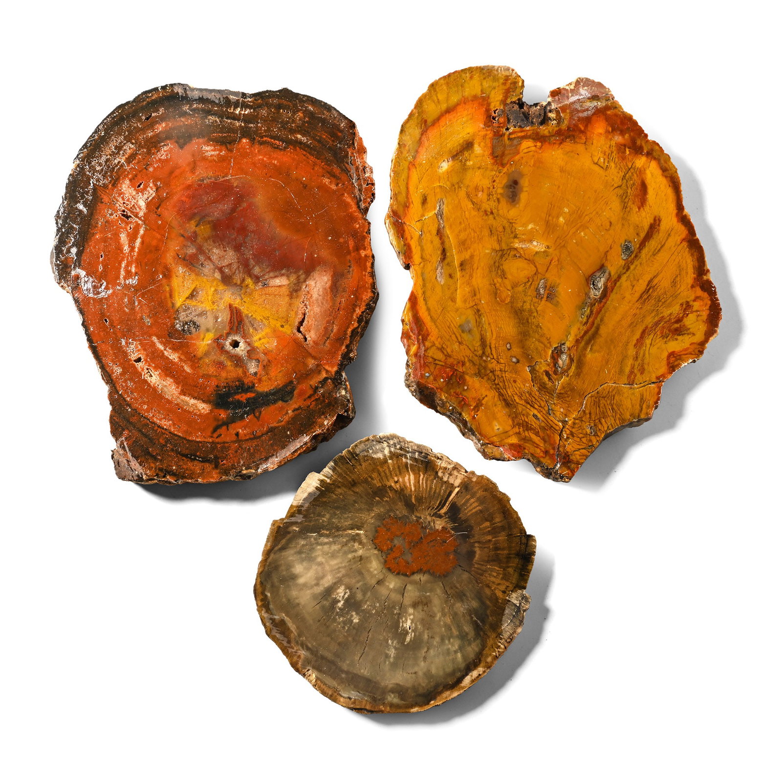 Three [3] Madagascan Cut and Polished Fossil Tree Sections: Comprising three good-sized agatised slices, showing the internal structure of the wood. 1.61 kg total, 11.5-18.7 cm (4 1/2 - 7 3/8 in.). [3, No Reserve] Ex Mineral Imports, London, UK. Gregory, Bottl