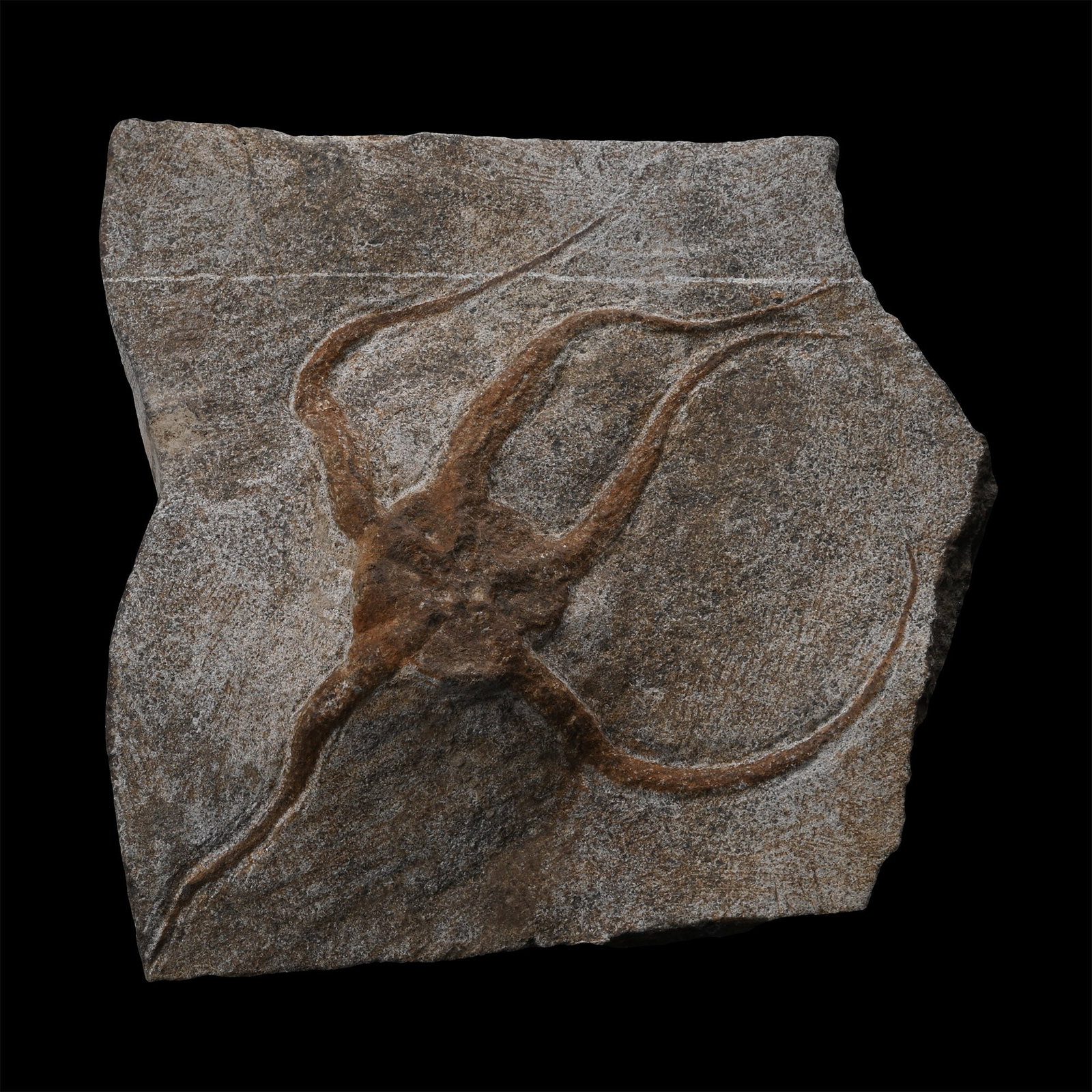 Brittlestar Fossil on Matrix: Middle Ordovician Period, circa 450 million years B.P. Ophiuroidea sp. on an irregular matrix. 782 grams, 17.5 cm (6 7/8 in.). [No Reserve] From a Cambridgeshire, UK, collection. TimeLine Auctions fol