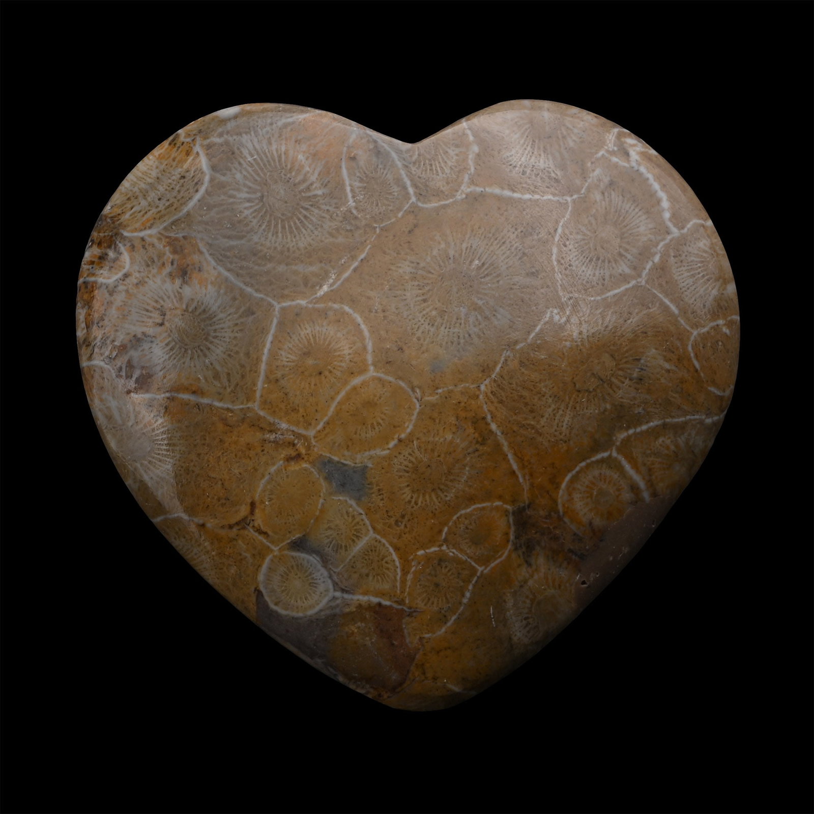 Large Polished Fossil Coral Head Heart: Devonian Period, circa 417-354 million years B.P. Cut to a heart shape and polished to reveal the internal structure. 117 grams, 68 mm (2 5/8 in.). [No Reserve] From a Cambridgeshire, UK, collection. 