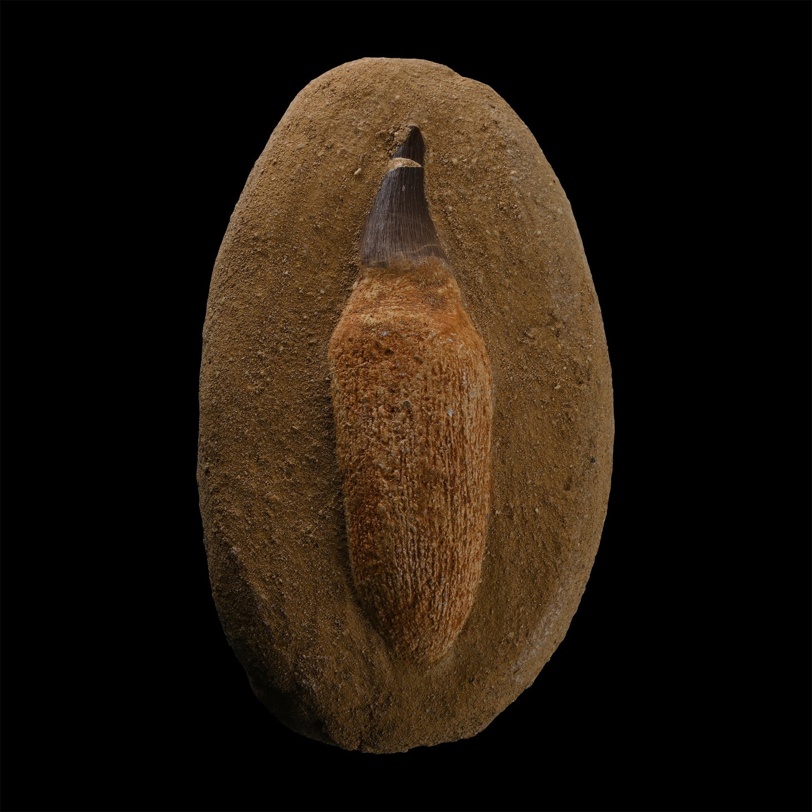 Mosasaur 'Marine Dinosaur' Fossil Tooth on Composite Rock: Cretaceous Period, circa 145-65 million years B.P. The tooth showing dark brown enamel, set in a sandstone matrix with a composite root for display. 567 grams, 15 cm (5 7/8 in.). [No Reserve] From Mor