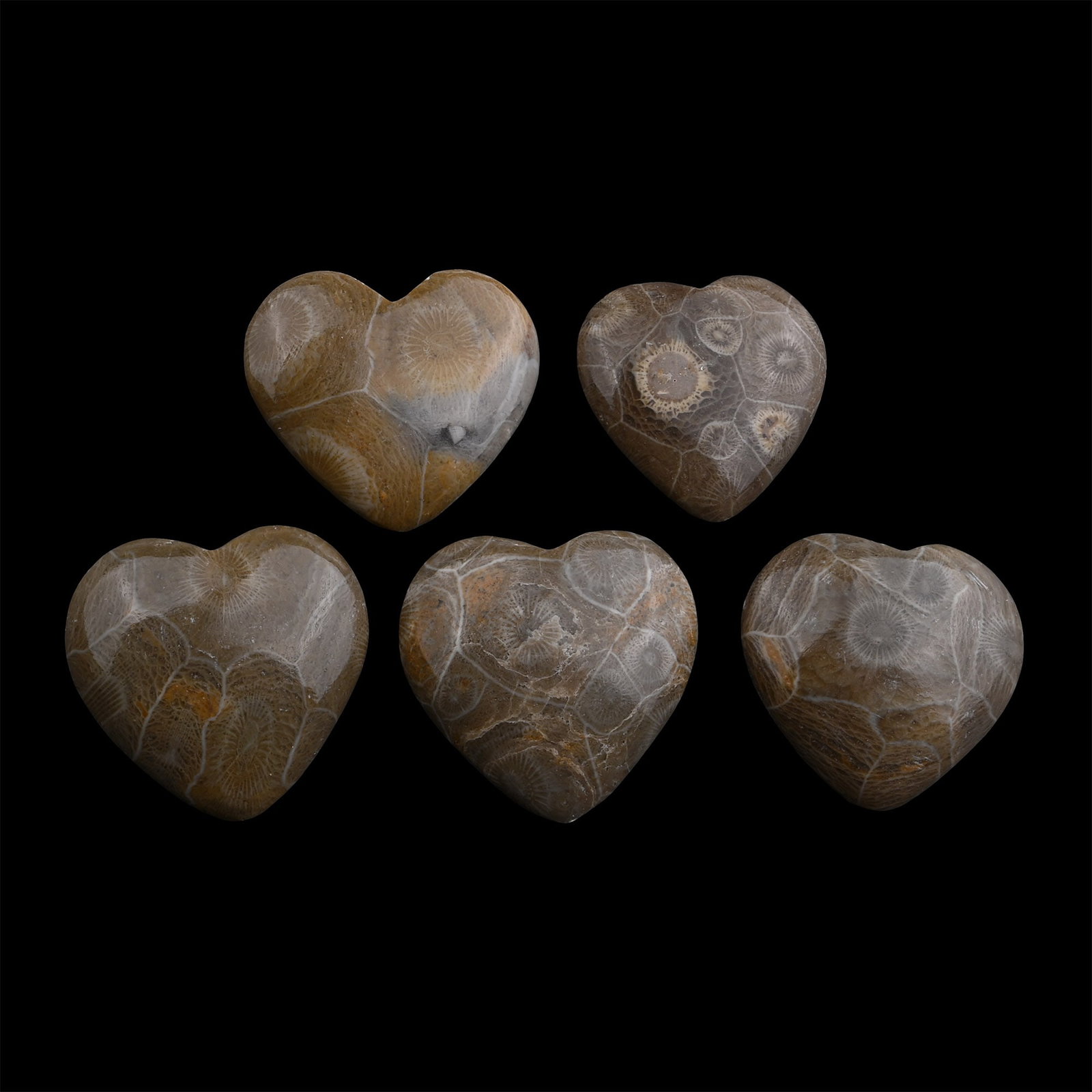 Group of Five Polished Fossil Coral Head Hearts: Devonian Period, circa 417-354 million years B.P. Each cut to a heart shape and polished to reveal the internal structure. 115 grams total, 33-36 mm (1 1/4 - 1 3/8 in.). [5, No Reserve] From a Cambrid