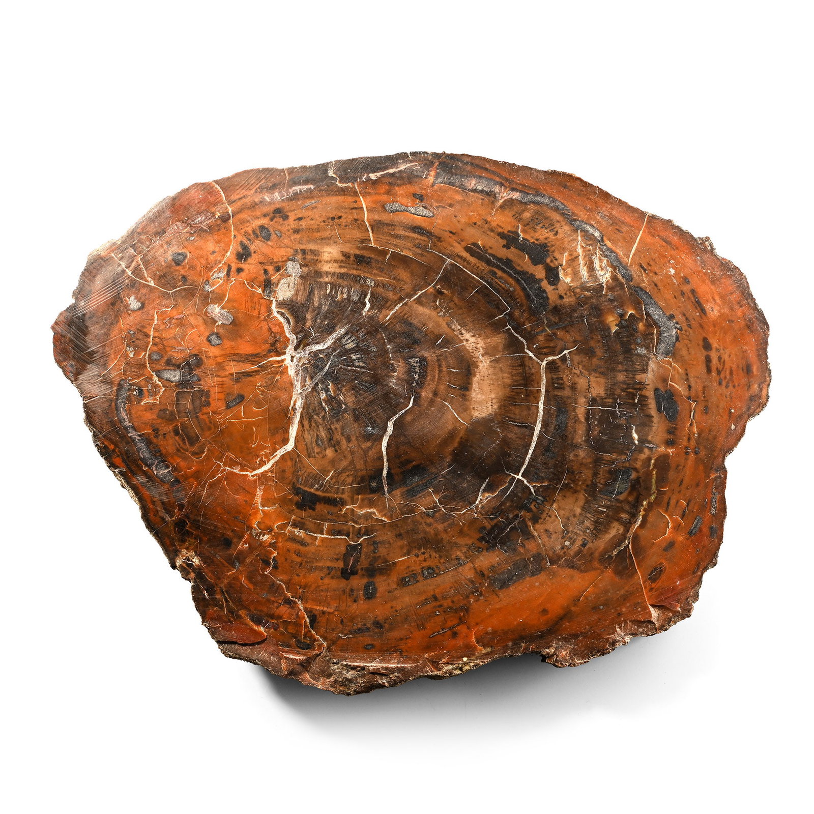 Large Madagascan Natural Unpolished Fossil Tree Trunk Slice: Triassic Period, 251-199 million years B.P. A thick slice of agatised wood showing dark brown and reddish brown colours, with some bark detailing on the outside. 2.36 kg, 30.5 cm (12 in.). [No Reserve