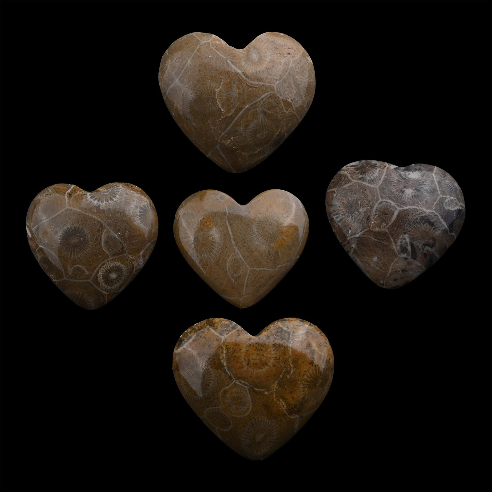Group of Five Polished Fossil Coral Head Hearts: Devonian Period, circa 417-354 million years B.P. Each cut to a heart shape and polished to reveal the internal structure. 125 grams total, 32-38 mm (1 1/4 - 1 1/2 in.). [5, No Reserve] From a Cambrid
