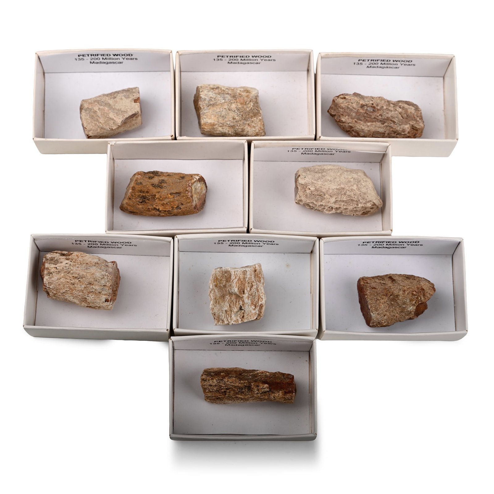 Collection of Nine [9] Boxed Madagascan Fossil Wood Display Pieces (1 of 1)