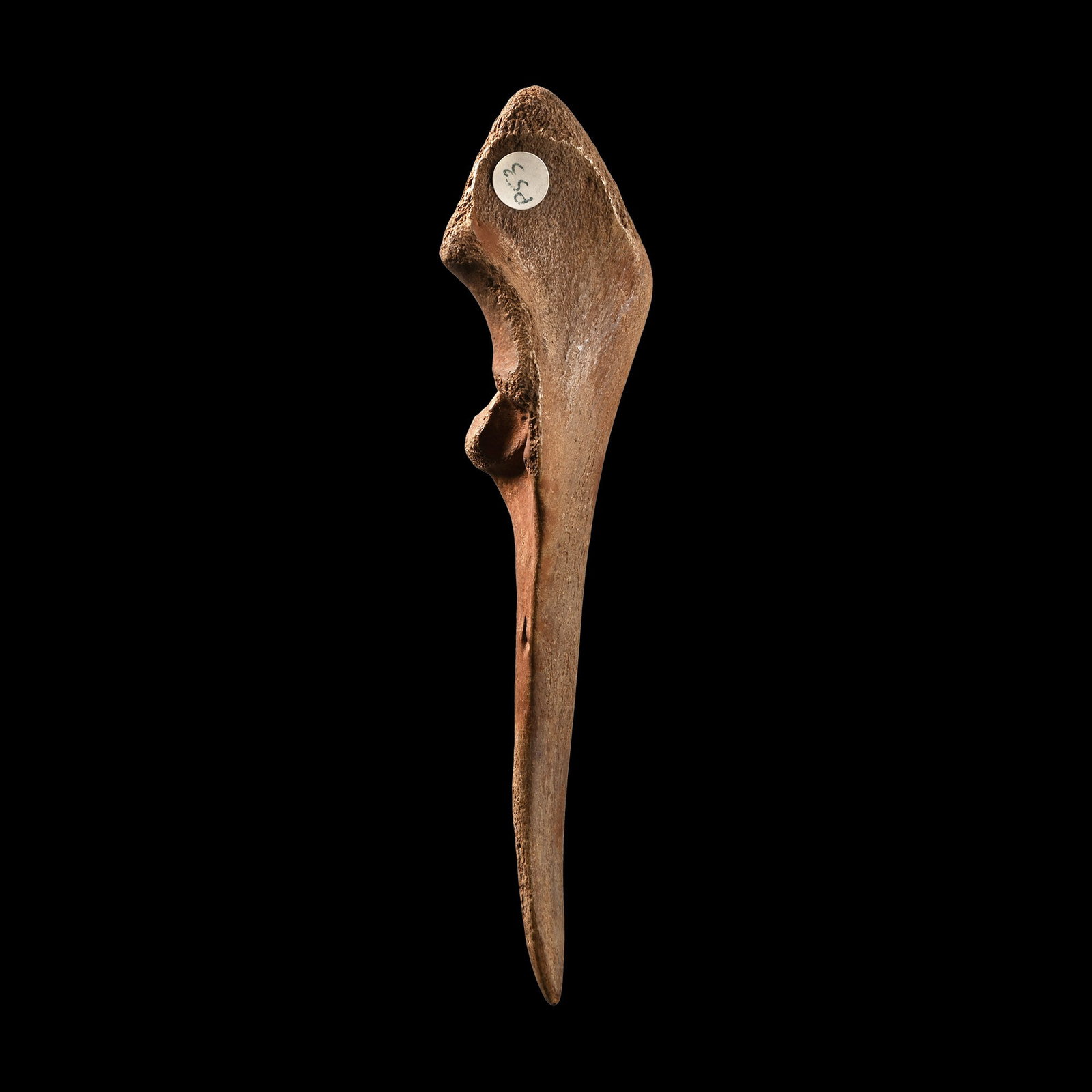 Large French Stone Age Magdalenian Bone Awl (1 of 2)