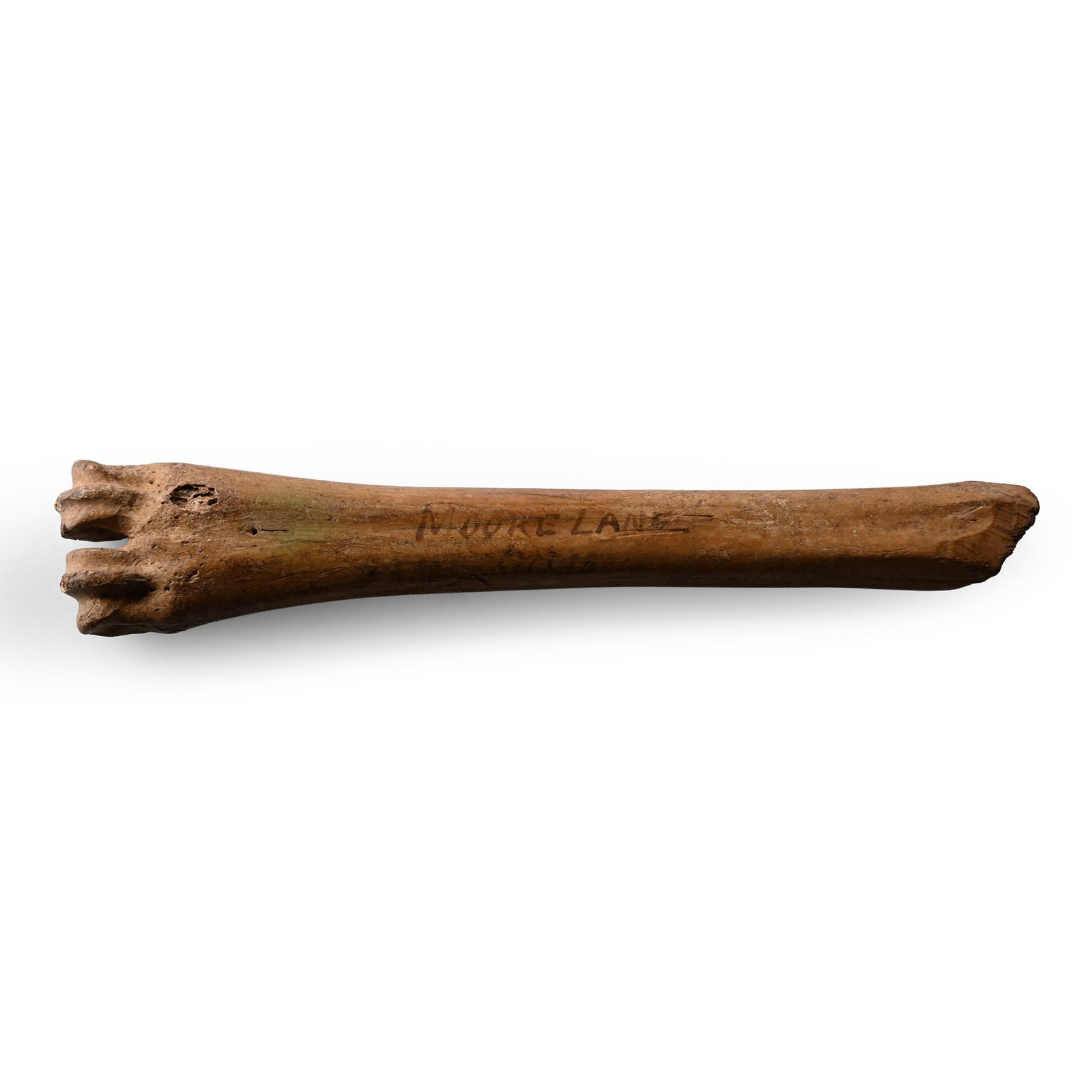 Tudor Bone Apple Corer: Circa 16th century A.D. Hollowed-out mammal bone, cut to form a U-shaped corer, inked collector's note 'Moore Lane', on the underside. 30.2 grams, 15.1 cm (6 in.). [No Reserve] From the private collec