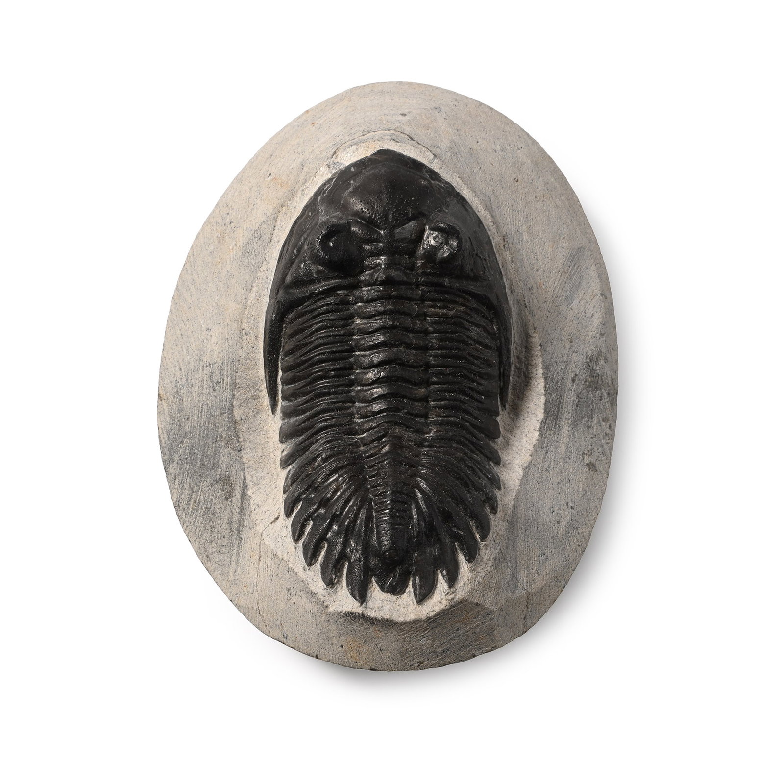 Fossil Asaphus Trilobite in Matrix (1 of 1)