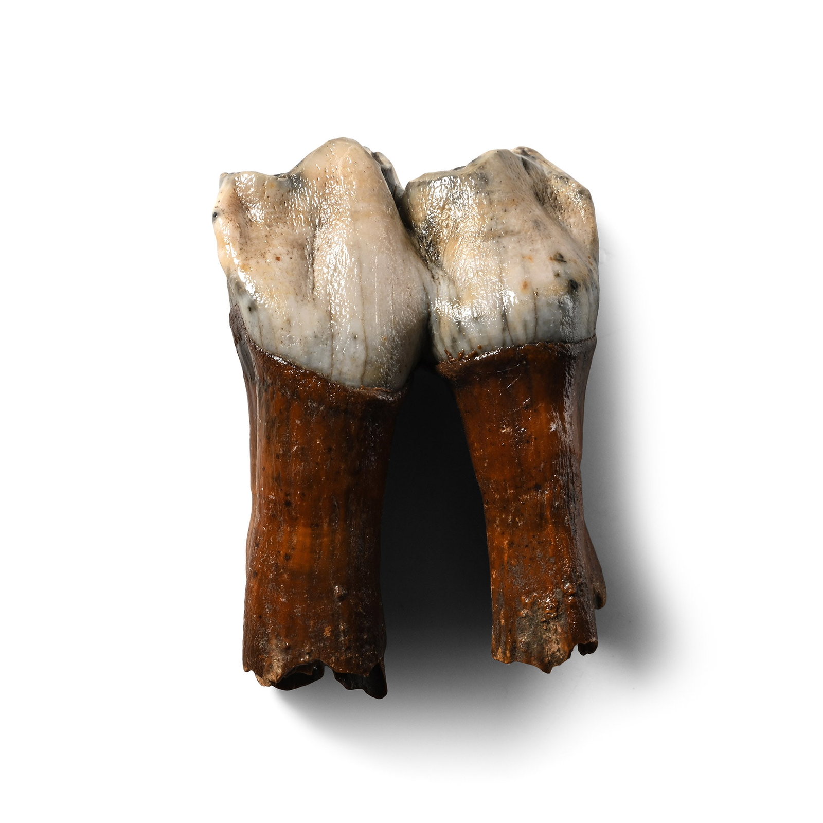 Woolly Rhinoceros Juvenile Milk Tooth (1 of 1)