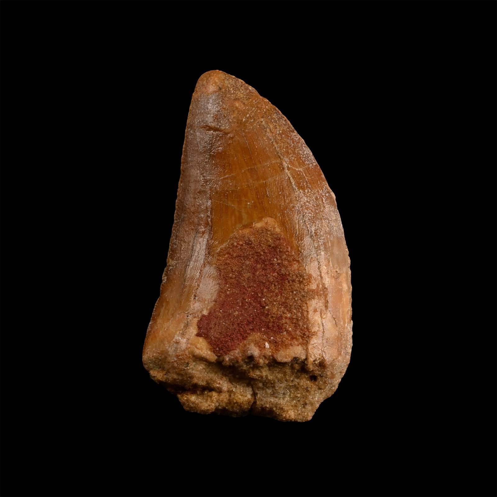 Carcharodontosaurus North African 'T-Rex' Fossil Dinosaur Tooth: Cretaceous Period, circa 110 million years B.P. From Carcharodontosaurus saharicus, displaying some serrations. 15.4 grams, 47 mm (1 7/8 in.). [No Reserve] From a Cambridgeshire, UK, collection. The C