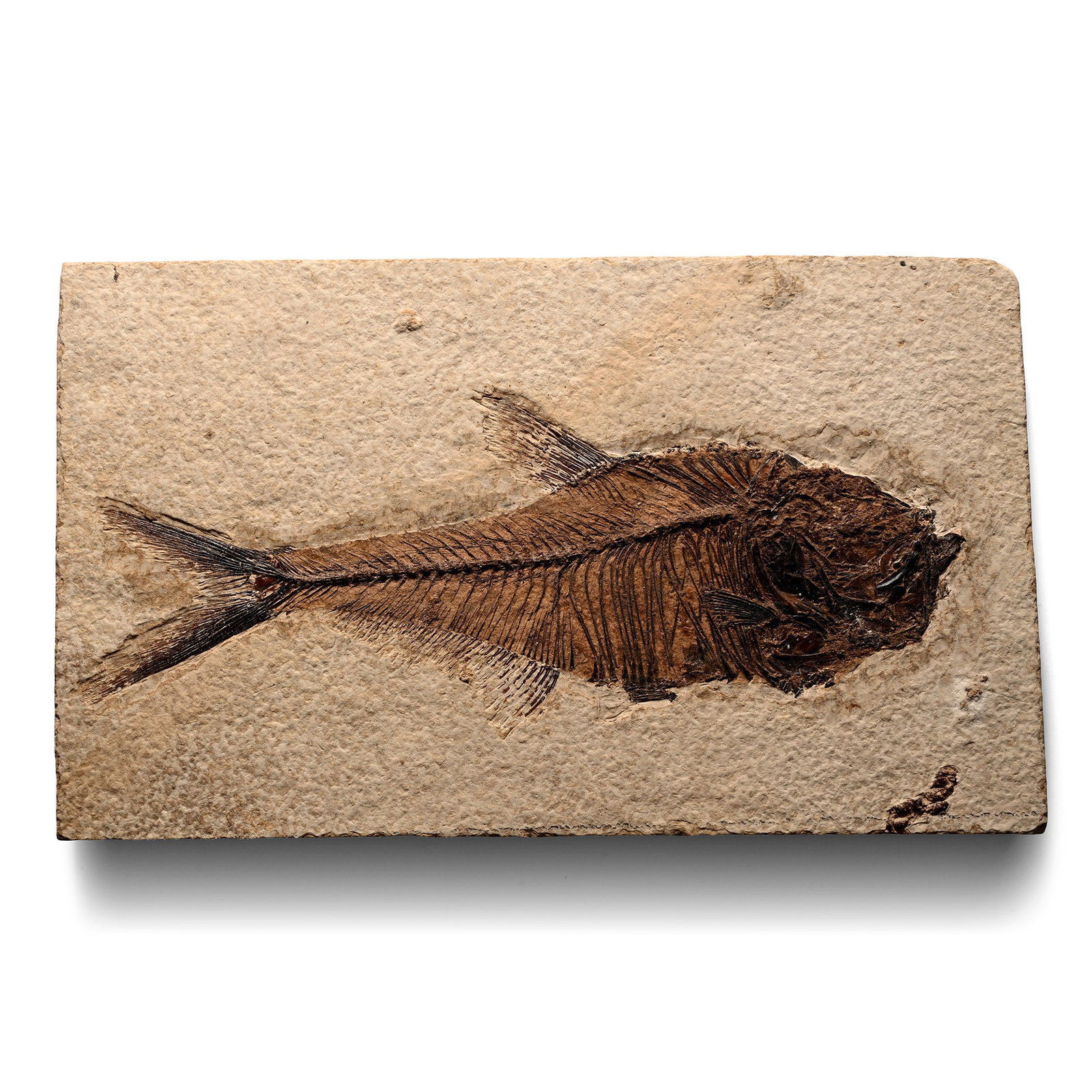 Fossil Diplomystus Fish in Matrix (1 of 1)