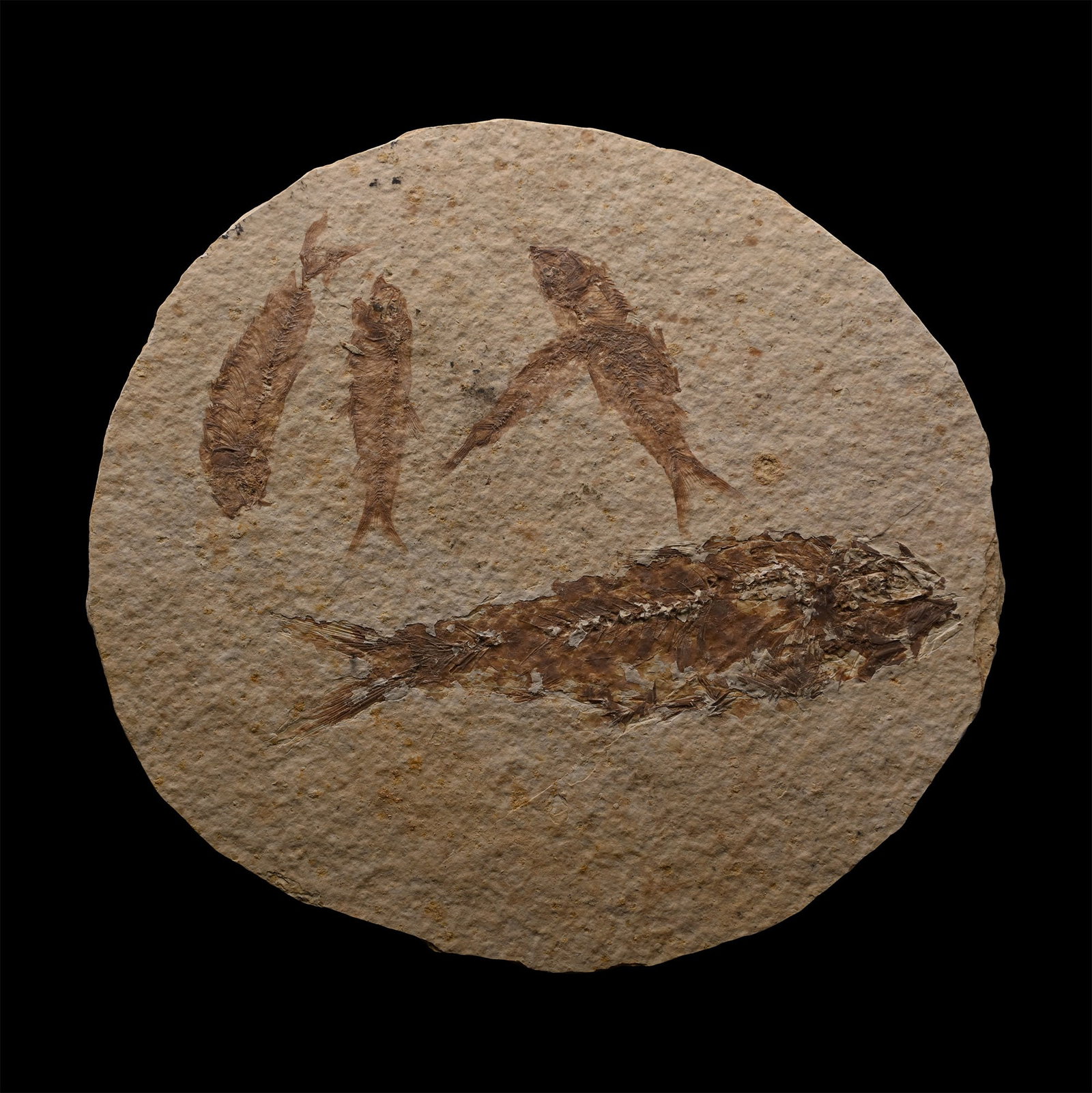 Knightia Multiple Fossil Fish Plate: Eocene Period, circa 58-36 million years B.P. An oval matrix with four small and one large Knightia alta specimens. 192 grams, 14.4 cm (5 5/8 in.). [No Reserve] From Wyoming, USA. From a Lincolnshire,