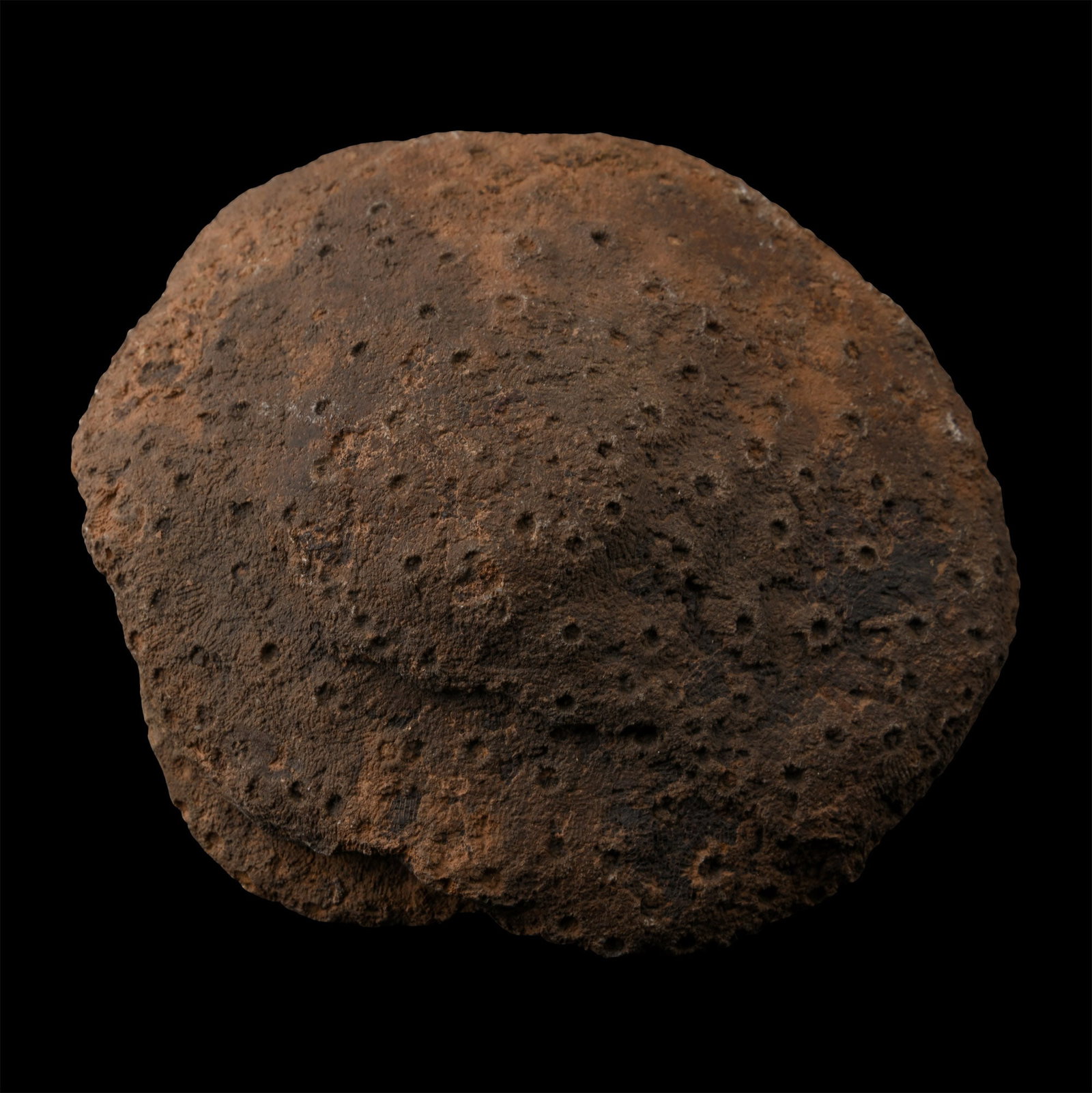Natural Fossil Coral Head: Devonian Period, circa 417-354 million years B.P. Domed coral head with concentric structure underneath, and the upper face showing calyx indentations. 585 grams, 12.5 cm (5 in.). [No Reserve] From a 