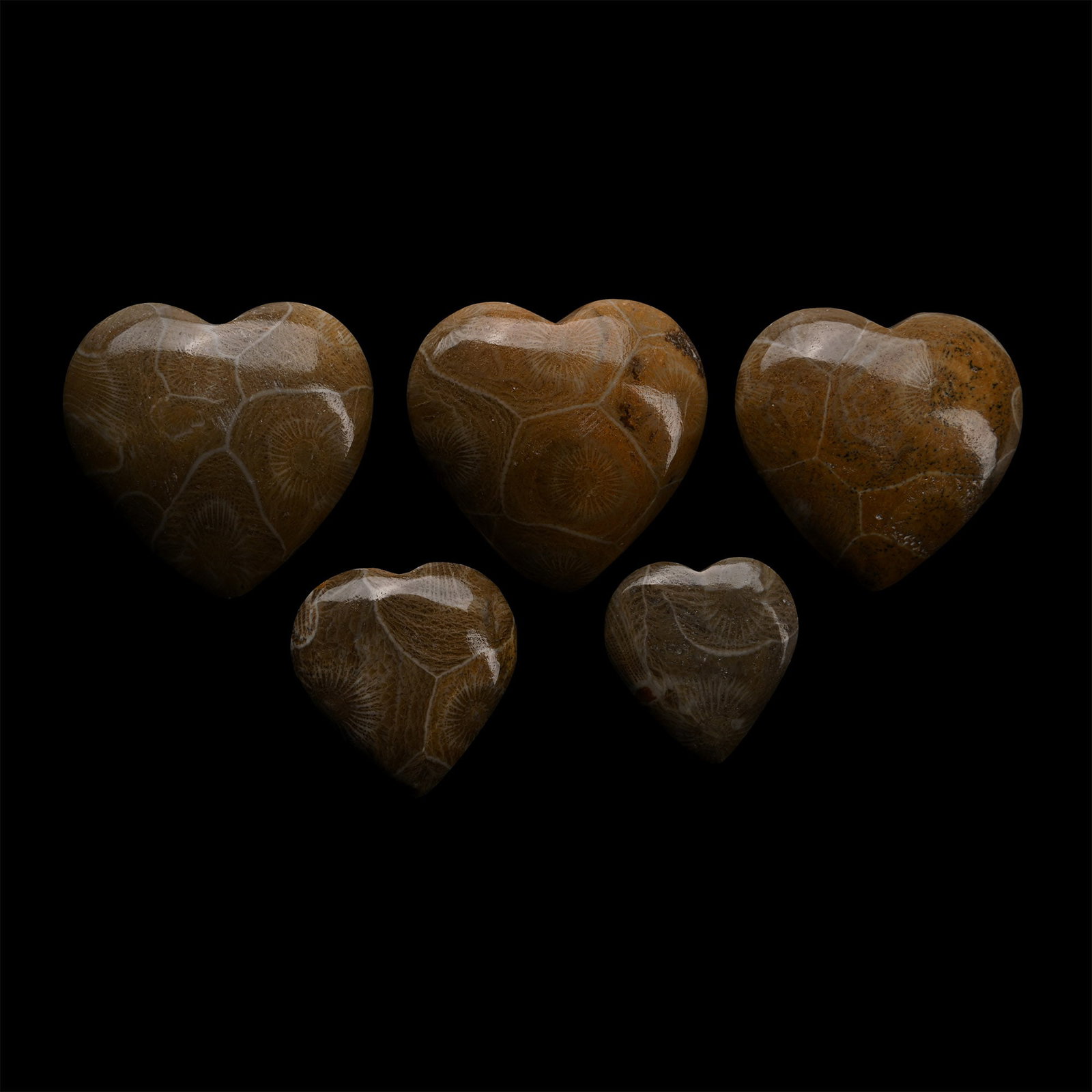Polished Fossil Coral Head Heart Group: Devonian Period, circa 417-354 million years B.P. Comprising five heart-shaped specimens showing the internal structure of fossilised coral. 83.5 grams total, 24-35 mm (1 - 1 3/8 in.). [5, No Reserve]